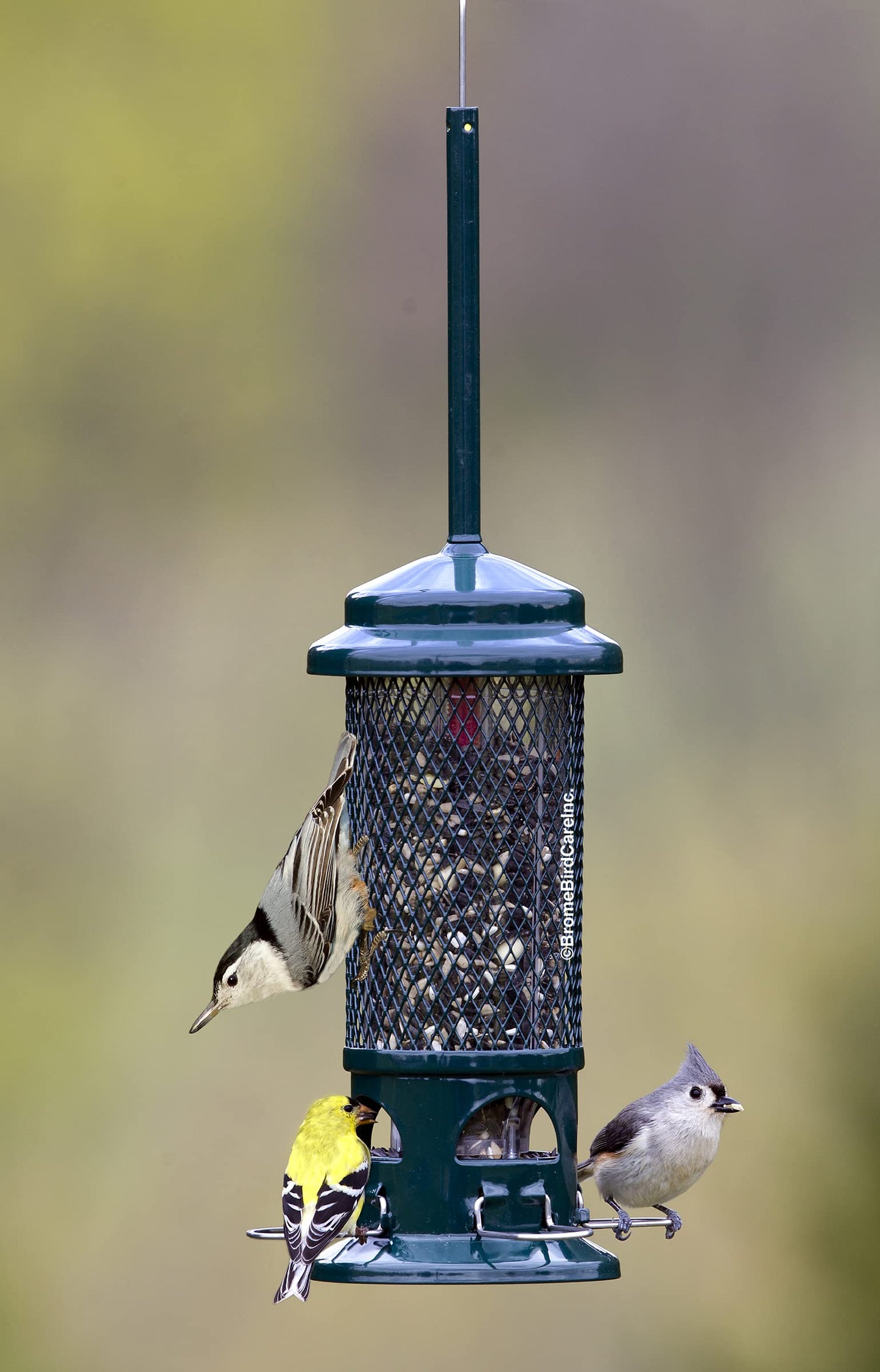 Squirrel Buster Standard Squirrel-Proof Feeder for Wild Birds – 4 Metal Perches, 1.3 lb Seed Capacity, Chew-Proof, Easy to Fill & Clean, Perfect for Sunflower Seeds, Blends & Dried Mealworms, Green