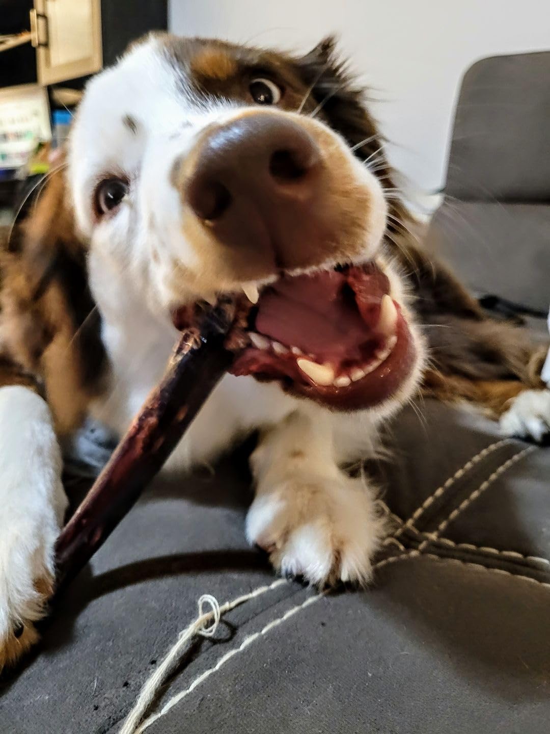 Bully Bunches Collagen Wrapped in Beef Bully Stick | All-Natural, Long Lasting Dog Chew | Dental Stick for Avid Chewers (6 Inch, 10 Pack)