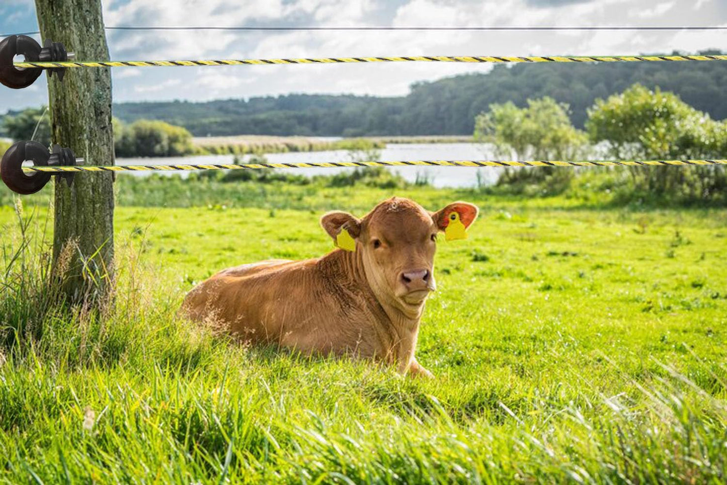 656 Feet Electric Fence Wire with 50 Pcs Electric Fence Insulator, Portable Electric Fencing Polywire Rope Line, 9 Steel Strands with 1 Pcs Insulator Socket Tool