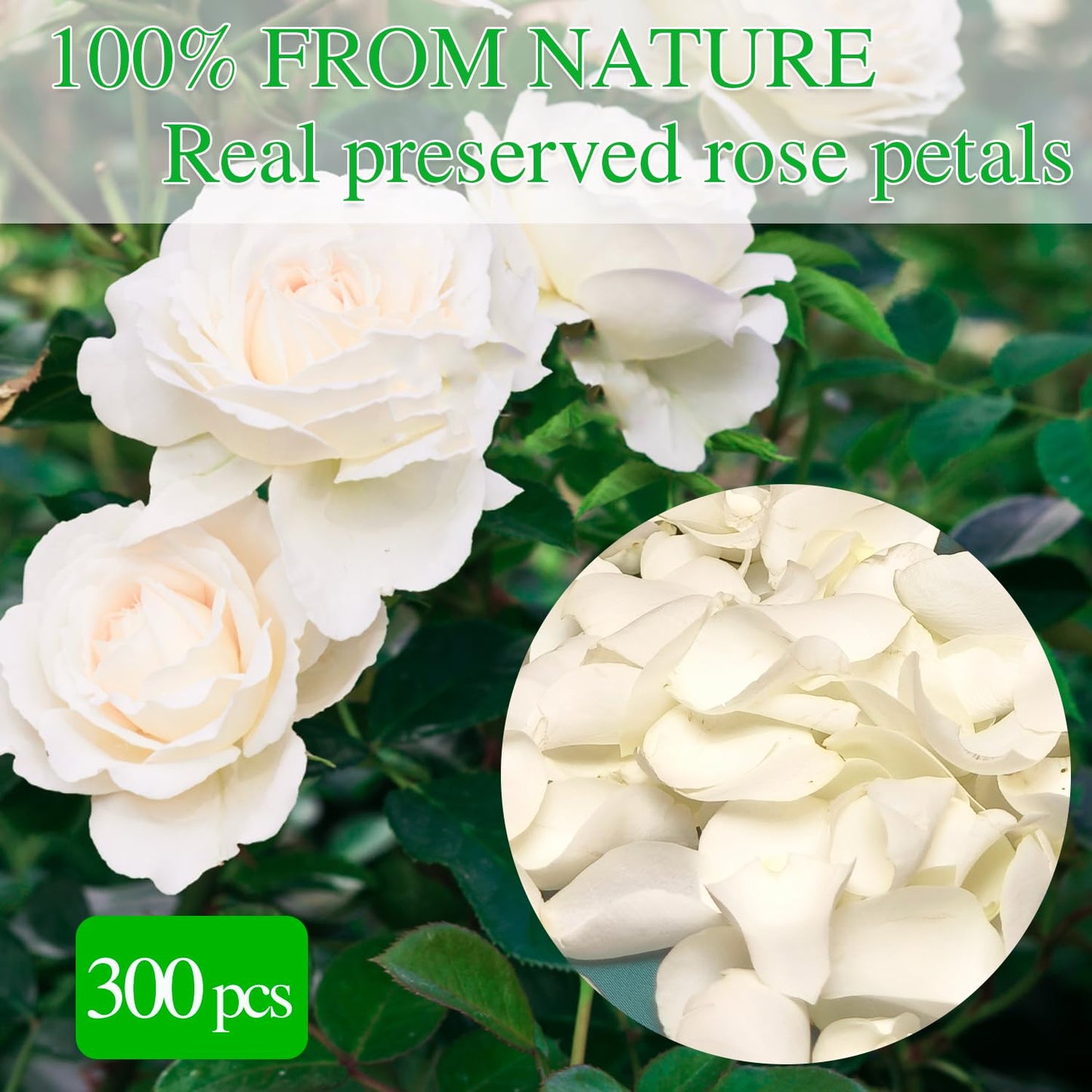 300 PCS Dried White Rose Flower Petals, Real Freeze Ivory Rose Petals for Decor, Wedding, Romantic Night, Proposal Venue, Party Confetti Bridal Shower (2.8oz)