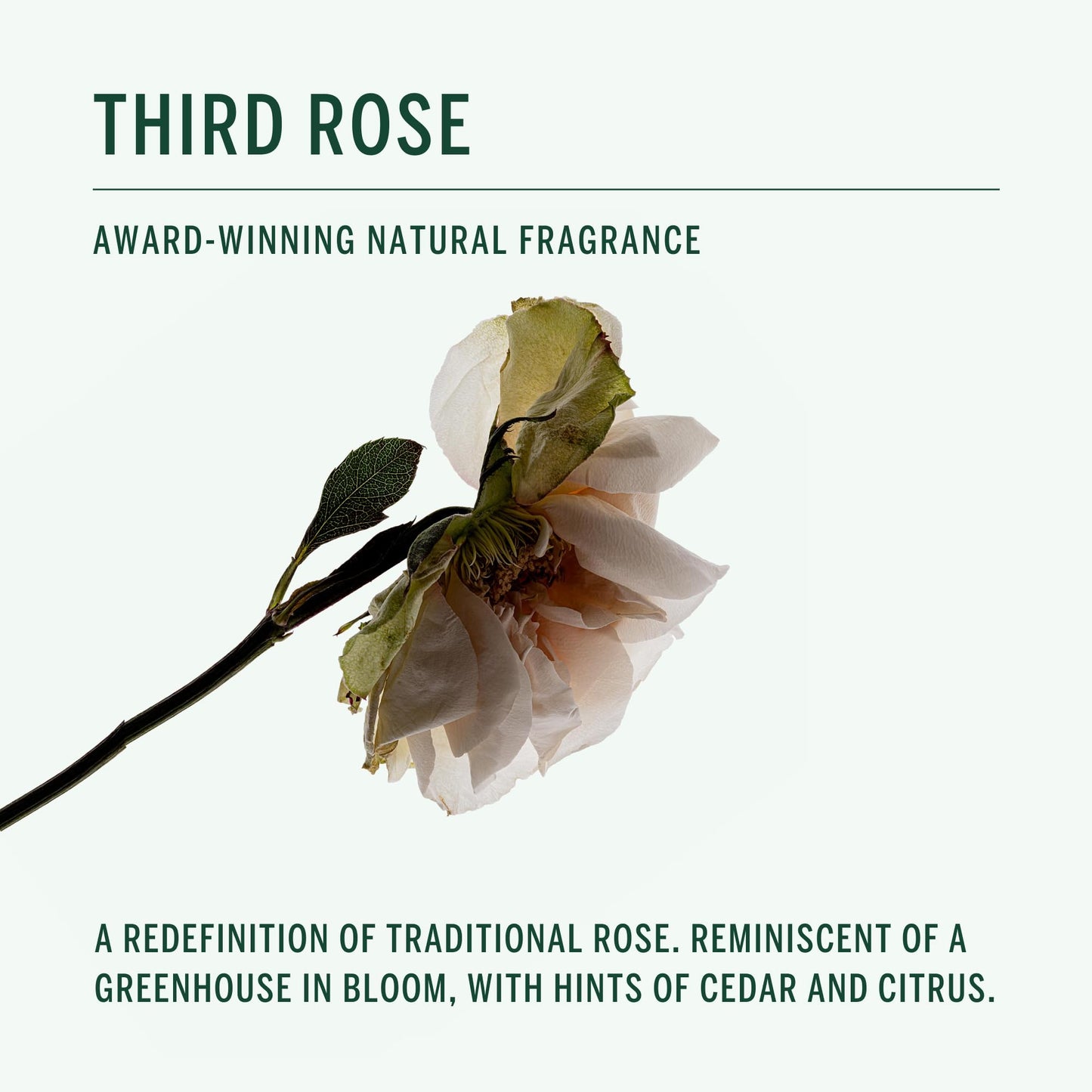 Corpus - Third Rose Natural Body Wash Gel | Organic, Vegan, Cruelty-Free, Non-Toxic, Made In The USA, For Men & Women 8.5 fl oz | 250 g