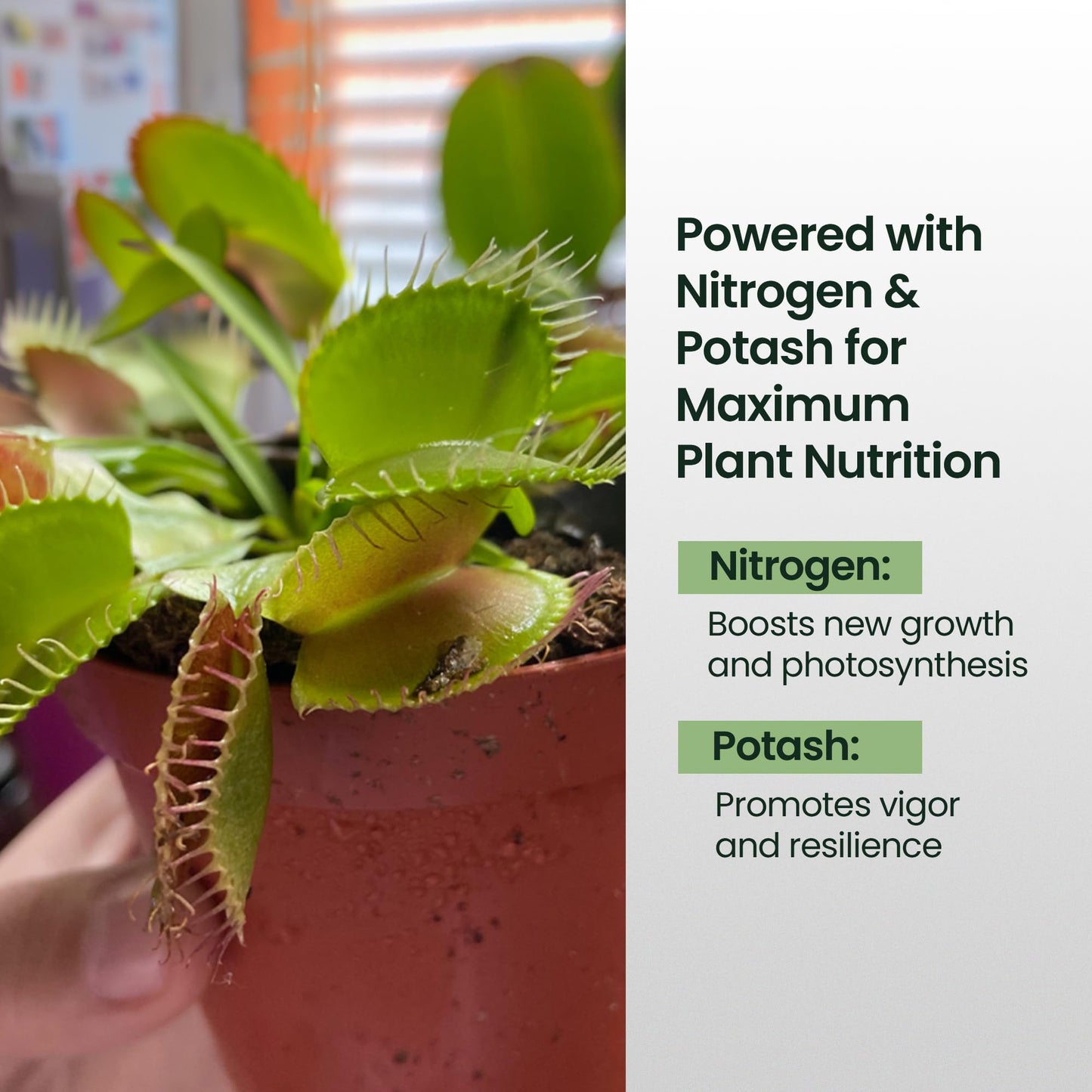 4oz Carnivorous Plant Food & Venus Fly Trap Food - Feeds up to 500 Times, Tropical Plant Fertilizer for Carnivorous Plants, Premium Liquid Fertilizer & Feeding Supplement for Consistent Growth