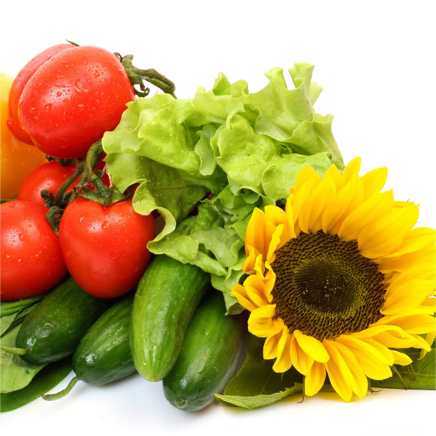 AeroGarden Grow Anything Seed Pod Kit (50-pod)