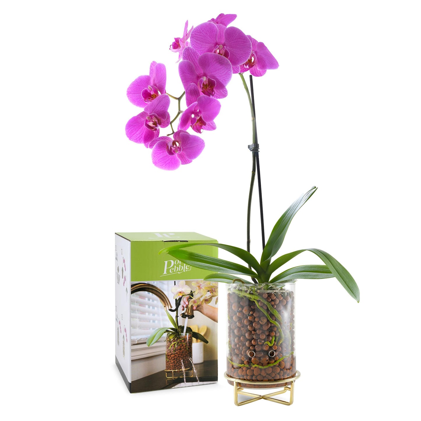 Pot & Pebble - C9 Glass Planter with Decorative Metal Base - Plant Propagation Station with Water Level Control - Plant Cutting Holder for LECA Clay Pebbles/Similar Media - Semi Hydroponic Planter