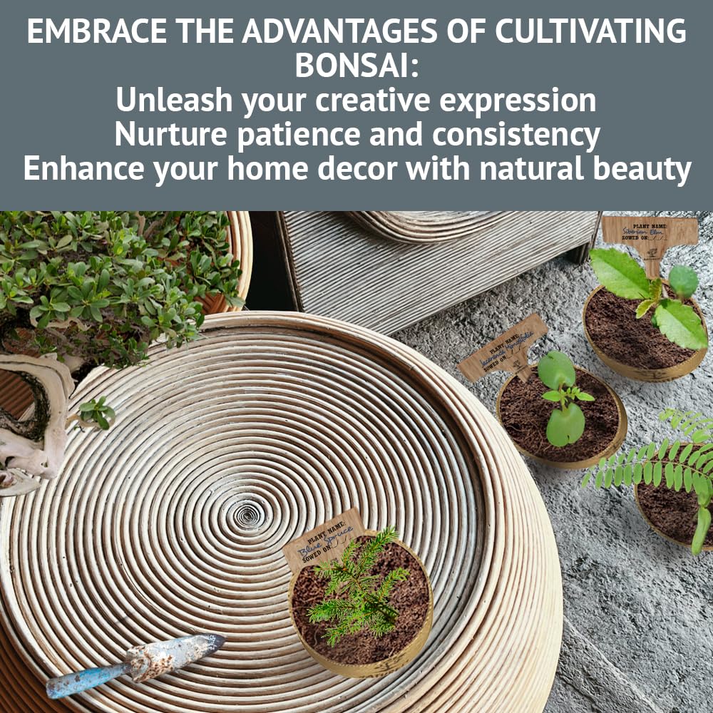 Bonsai Tree Seed Starter Kit - All You Need to Grow 4 Bonsai Trees from Seeds. All-in-One Indoor/Outdoor DIY Beginner Grow kit for Men & Women. Best Gift Idea for Mom and Dad (Premium Gift Box)