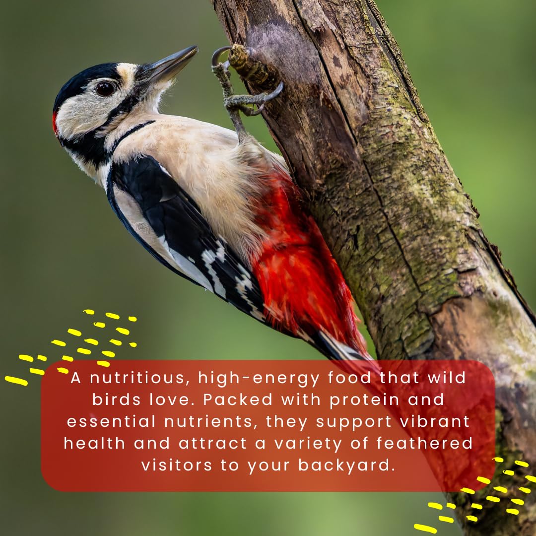 Chirp & Maple, Peanuts for Wild Birds, No Shell, Wild Bird Food, 4.5KG (10LB) Bag