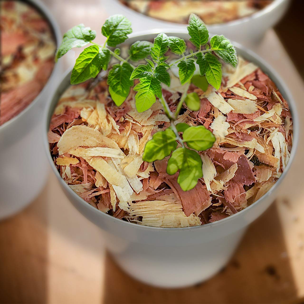 100% Natural Cedar Shavings | Mulch | Great for Outdoors or Indoor Potted Plants | Dog Bedding (4 Quart)