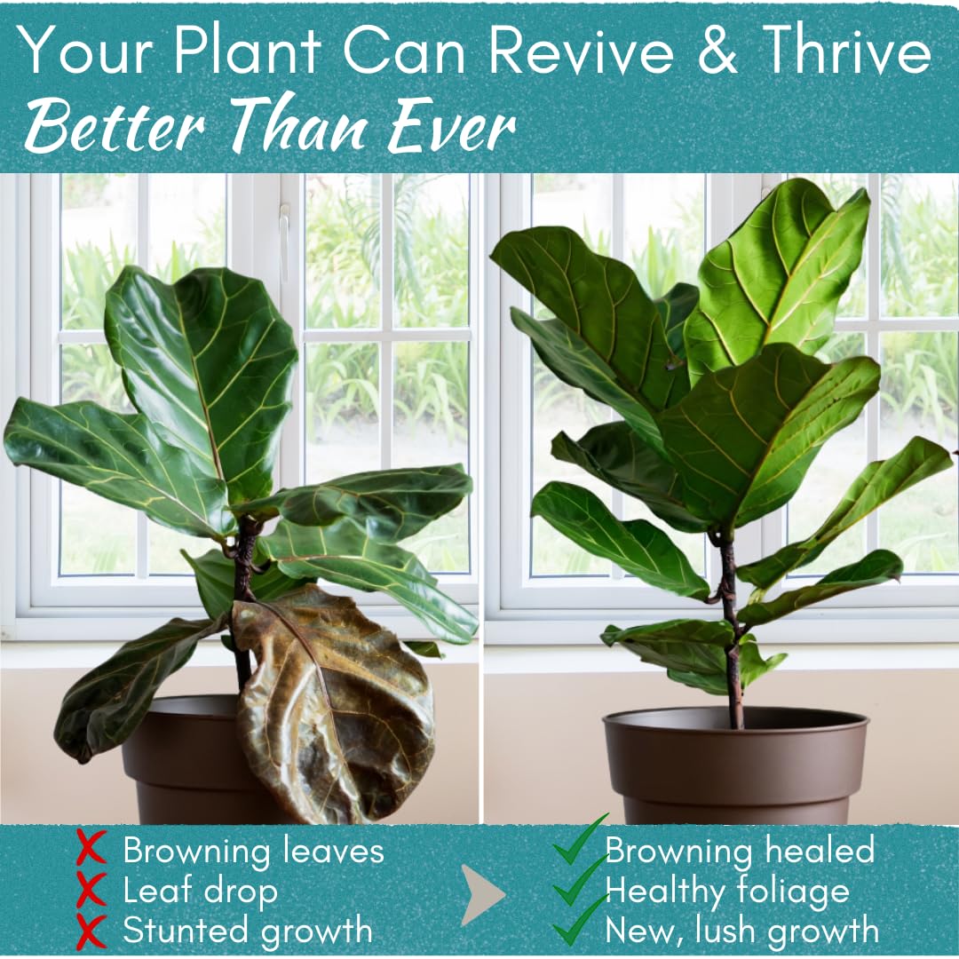 Root Supplement & Liquid Root Stimulator | Promotes Strong Roots & Root Rot Recovery | Encourages New Growth | Ideal for Fiddle Leaf Fig & Indoor Plants | 8 oz