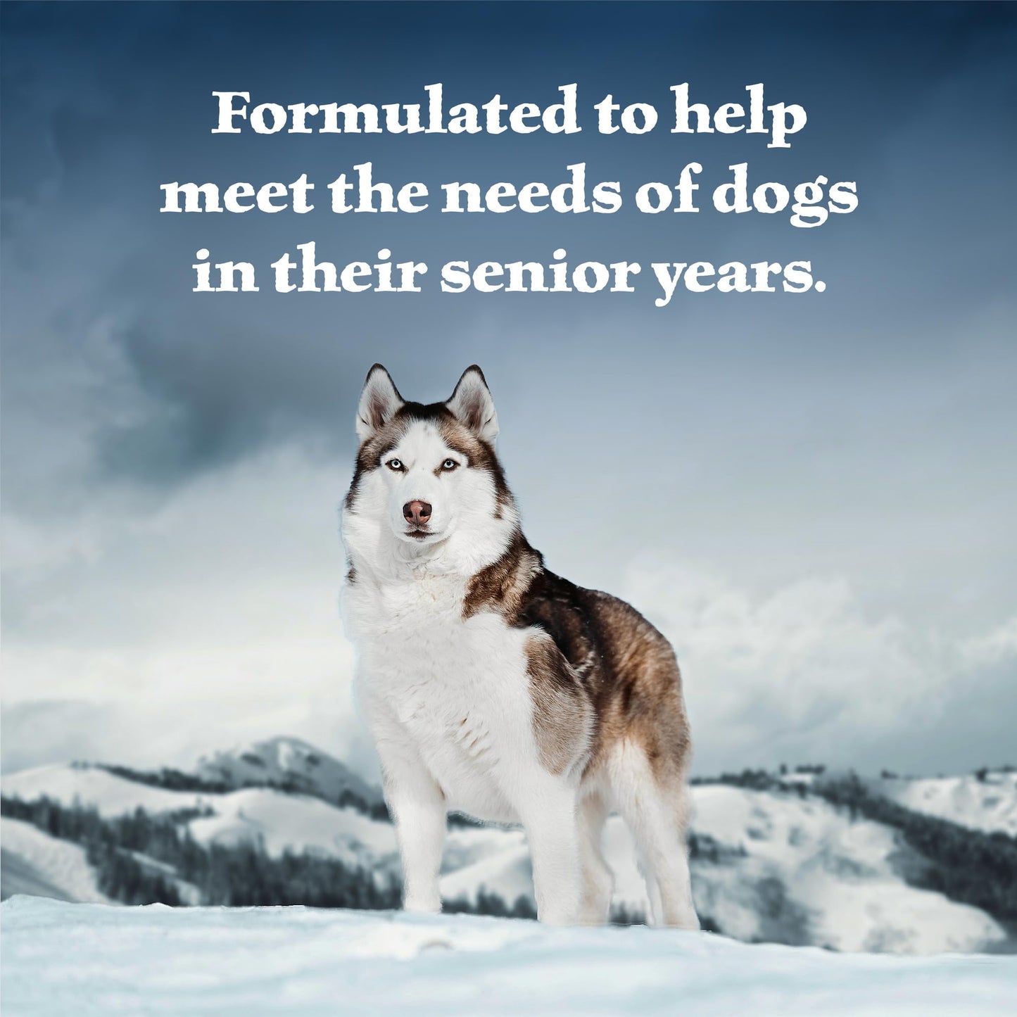 Blue Buffalo Wilderness High Protein Grain Free, Natural Senior Wet Dog Food, Turkey & Chicken Grill 354G Can (Pack Of 12)