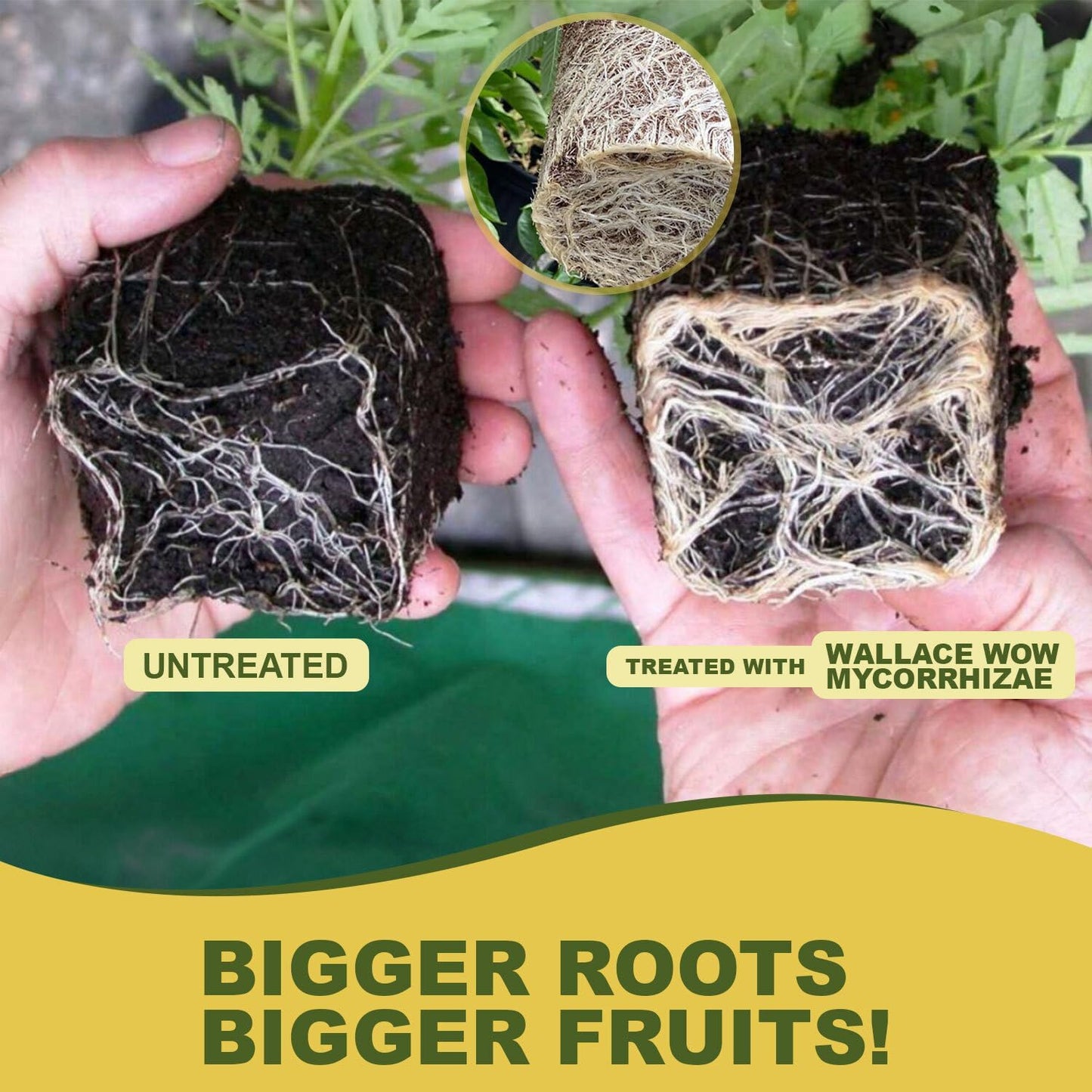 Wallace Organic Wonder Mycorrhizal Inoculant 1 Pound Mycorrhizal Fungi - Super Concentrated - Fresh Mycorrhizae for Plant, Garden Soil, & Potting