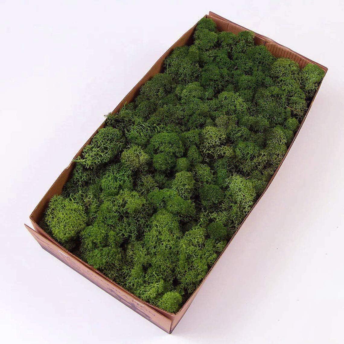 Preserved Reindeer Moss Natural Green DIY Kit Terrariums Gardenning Art Wall Decor Florist Decor Easter Table Decor Wedding Decor (0.85lb)(Green-06)