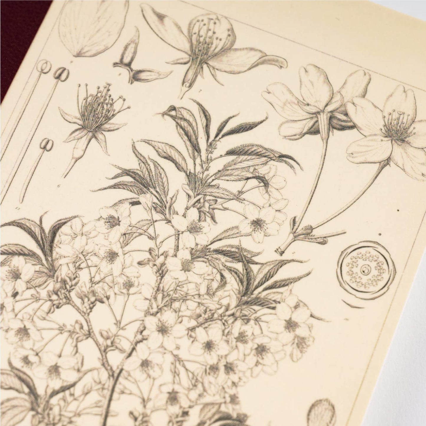 ほぼ日 Tomitaro Makino/Almost Daily Square Notebook (A5) Yamazakura 3.7 mm Square 288 Pages, 4 Color Grid, Notebook Accessory