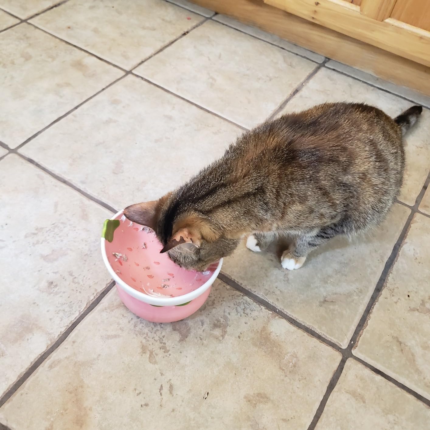 2PCS Tilted Elevated Cat Food Bowl Raised Ceramic Cat Bowl Anti Vomiting Shallow Cat Feeding Bowls Wide Cat Bowls Whisker Friendly High Cat Dish Microwave and Dishwasher Safe (Strawberry + Orange)