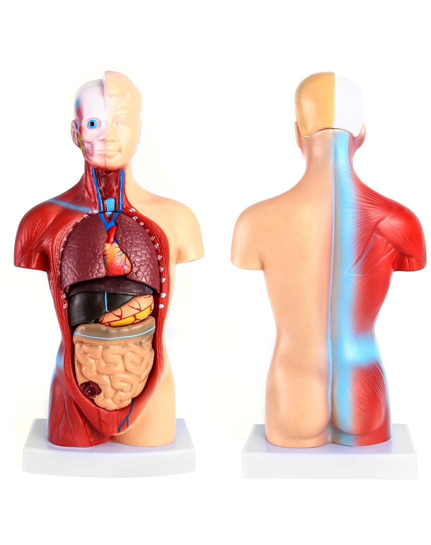 QWORK® 15-Part Painted Human Body Model, Human Torso Organ Anatomical Model for Medical Learning Researching Display, 11 Inch / 28 cm