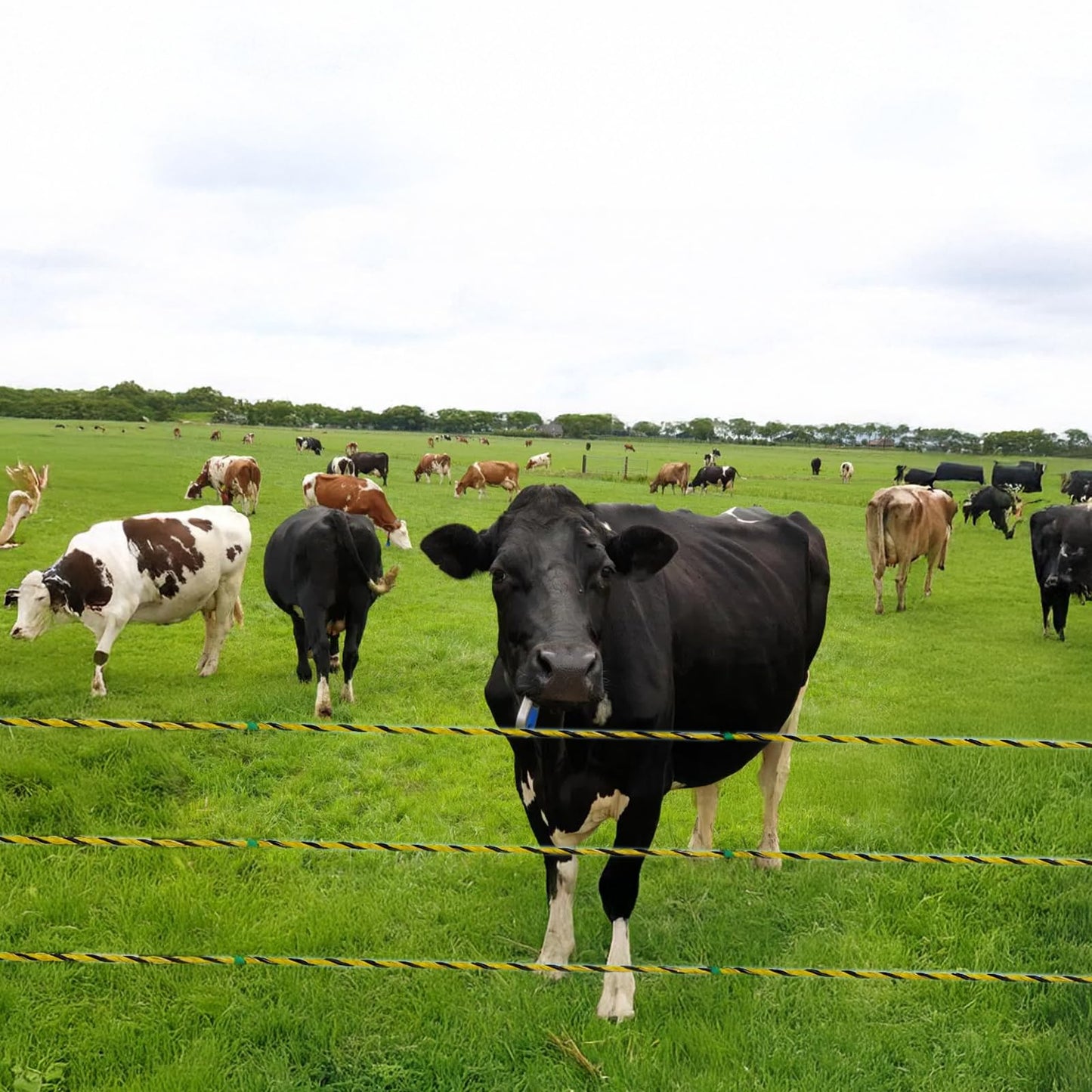 Electric Fence Polywire 1640Ft, 500 Meters Durable Conductors for Reliable Conductivity, UV & Rust Resistant, Portable Electric Fencing for Livestock and Farm Use