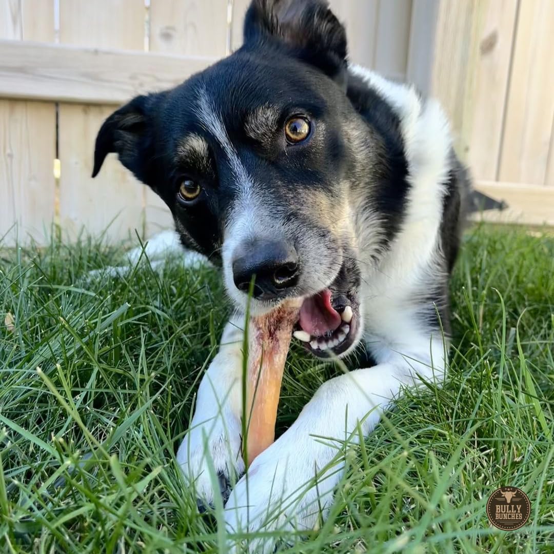 Bully Bunches Premium 6 Inch Monster Odour-Free Bully Sticks for Medium & Large Dogs - Long Lasting Chew Bones - All Natural & Single Ingredient, 100% Beef Dog Treat, Rawhide Alternative (8 Pk)