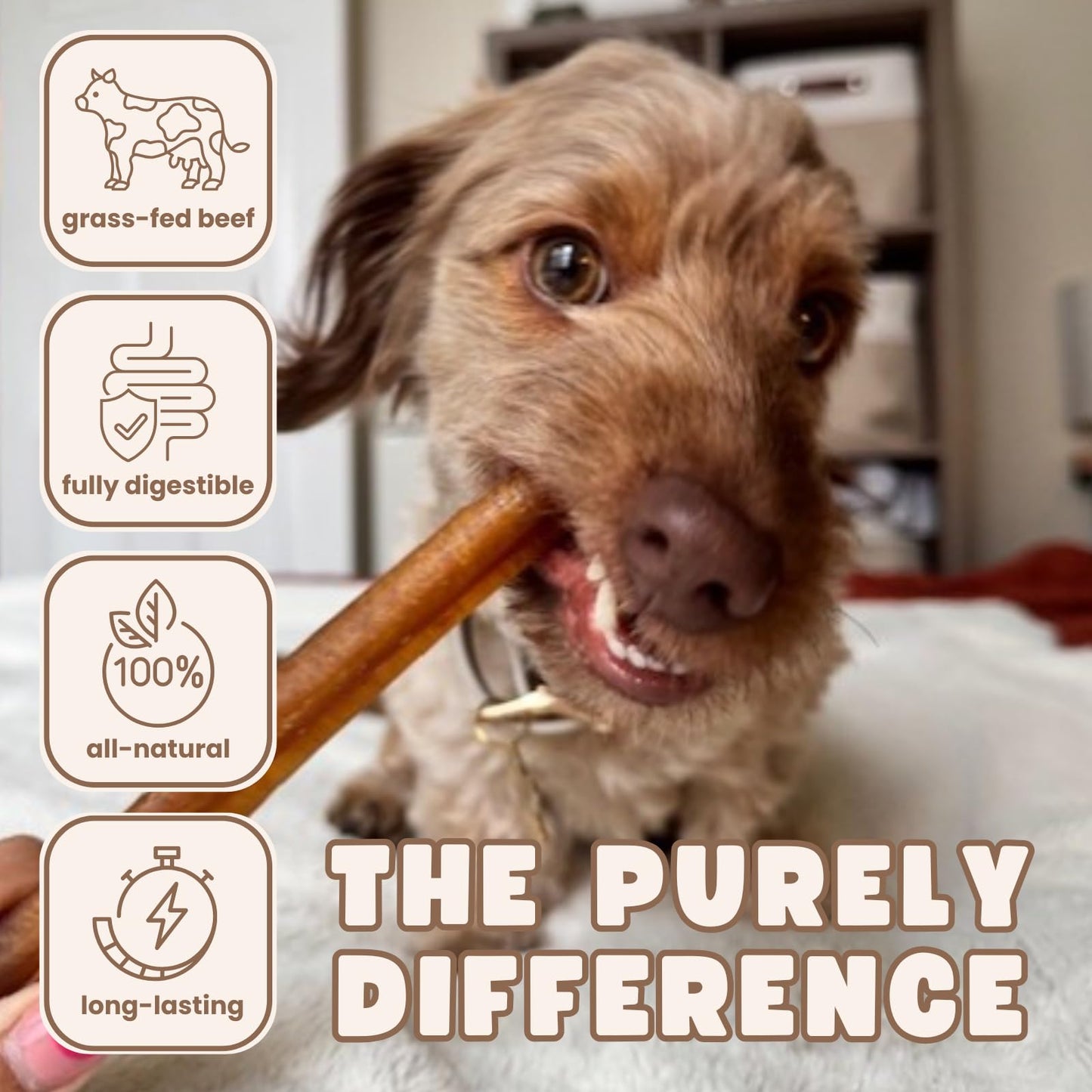 Purely Paws Bully Sticks Supreme for Large Dogs – Extra Thick, Long-Lasting Dog Chews for Aggressive Chewers – 100% Beef, Rawhide-Free & Low Odor – Canadian Company (12", 10 Count)