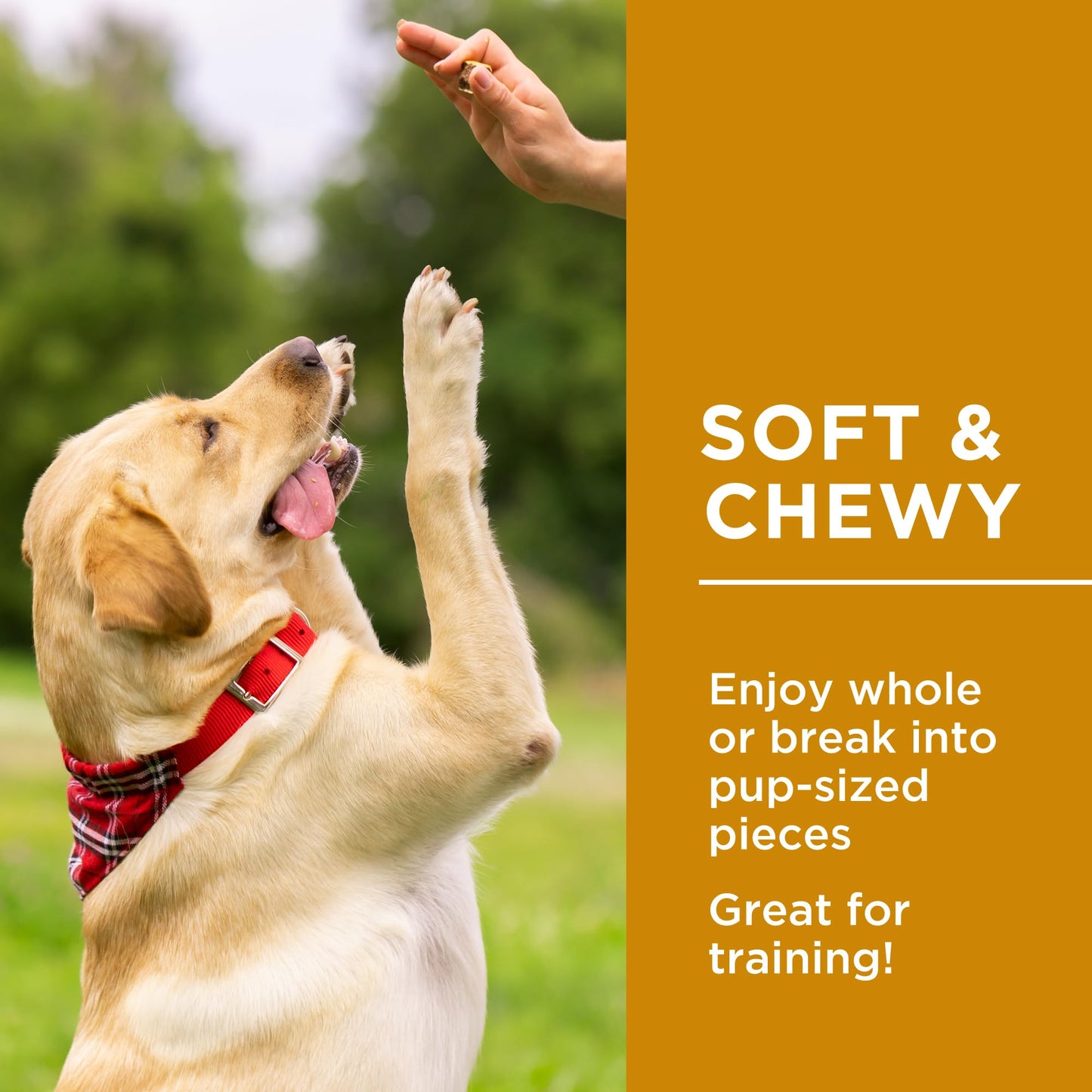 Chewy Lamb Stick Dog Treats Bundle. Includes (1) Package of Dog Delights Chewy Lamb Sticks Dog Treats (1.25kg) with BIG MAPLE Trivia Cards. All Life Stages. No Additives, Preservatives or Colours