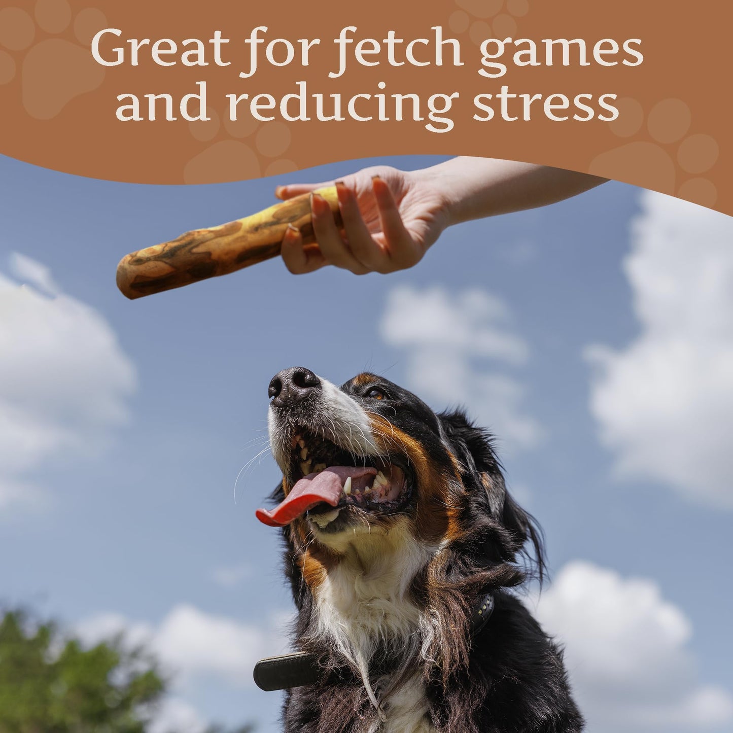 Wildfang® Olive Wood Chewing Sticks for Dogs, L – Tough Chew Toys for Aggressive Chewers, Puppy Chew Toys for Teething, Training for Chewing Muscles, Olive Wood Stick for Dogs Over 25 kg (Pack of 3)
