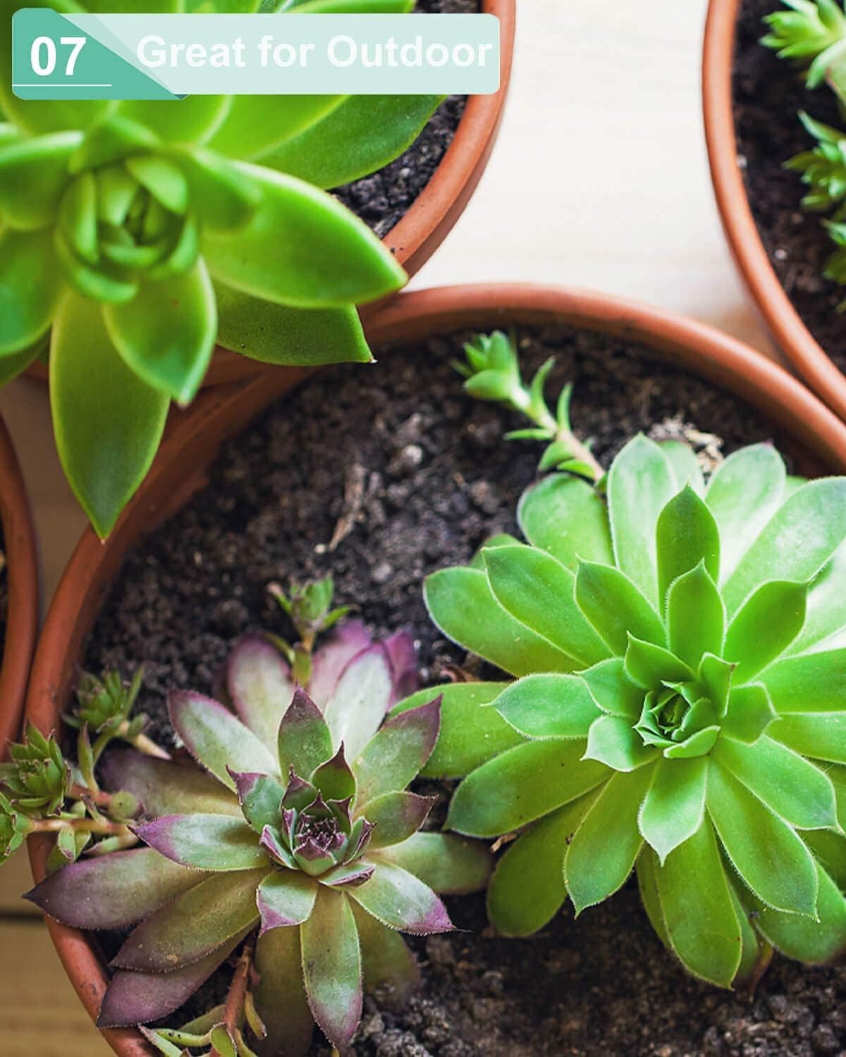 5.7 Inch Terracotta Shallow Succulent Pot - 6 Pack Terra Cotta Clay Pots with Saucer, Cacuts Terra-Cotta Indoor and Outdoor Planters with Drainage Hole