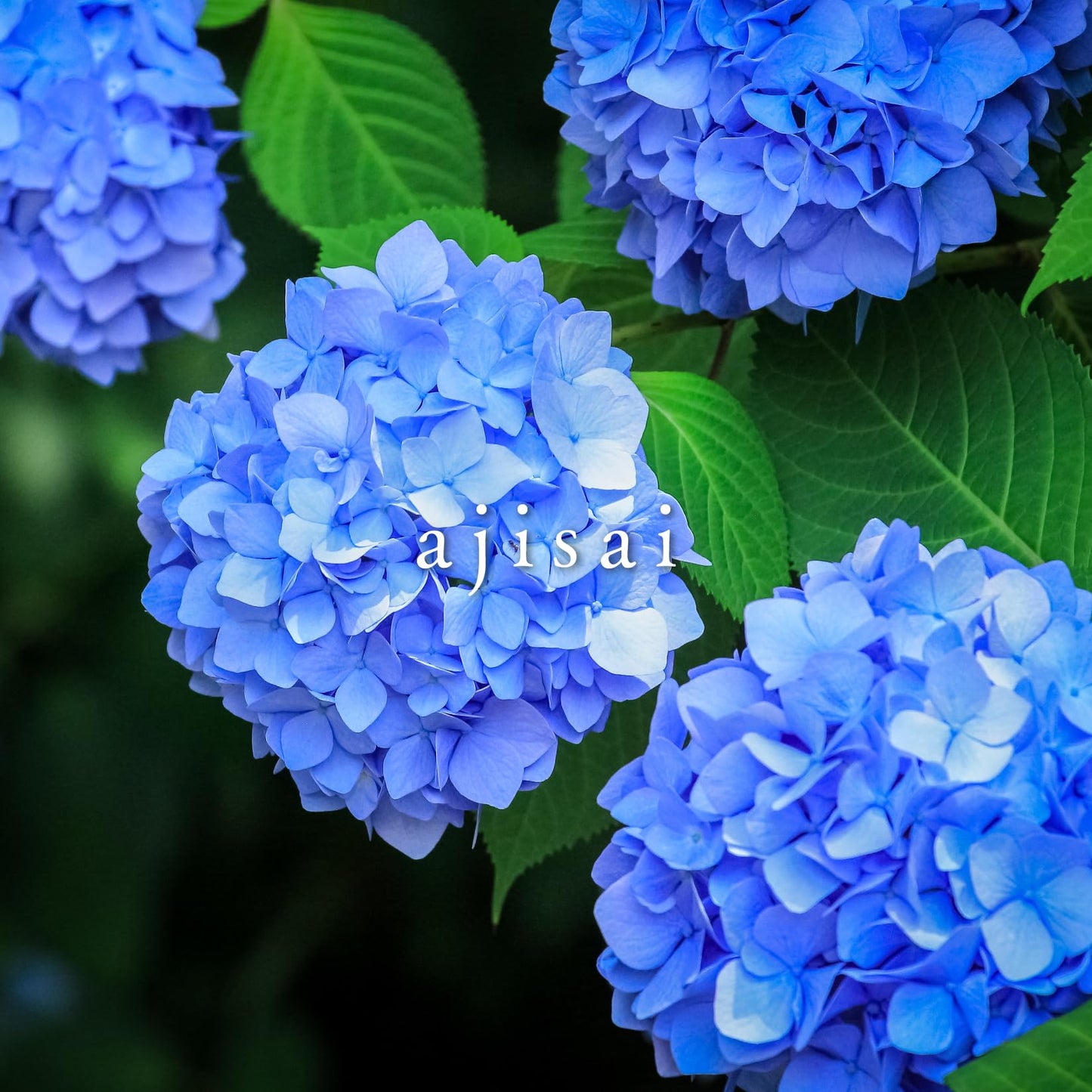 Pilot fountain pen ink iroshizuku INK-50-AJ hydrangea