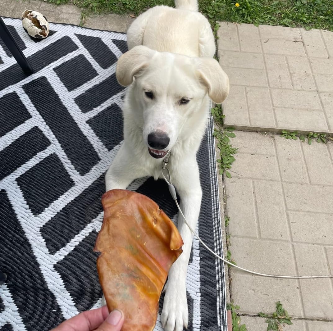 Bully Bunches Large Whole Pig Ears for Dogs | Free Range Oven Baked Pork for All Breeds | All-Natural, Single Ingredient & 100% Digestible Safe Dog Chew (20 Pack)