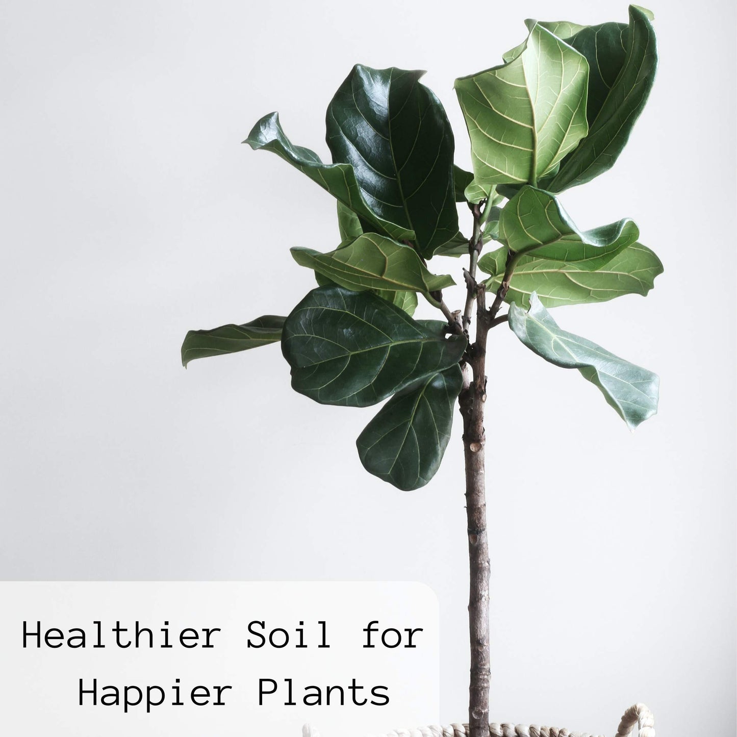 Grow Houseplant Fertilizer | All Purpose Liquid Seaweed Fertilizer for Healthier Plants | Starters, Propegation, Tropicals, Flowers, Vegetables, Succulents | Makes 200 L (Pack of 2)