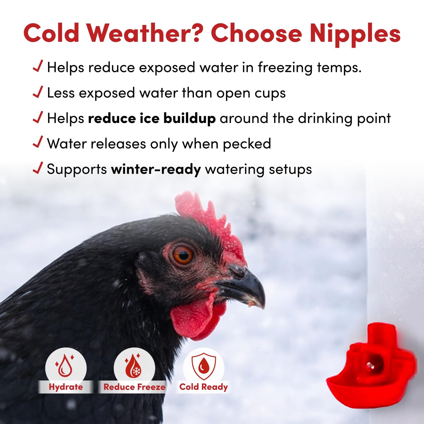 RentACoop 64oz(2L) Drinker Plus 2 Versatile Nipples - Suitable for Chicks, Quail, Pigeons, Doves, and Other Smaller Birds
