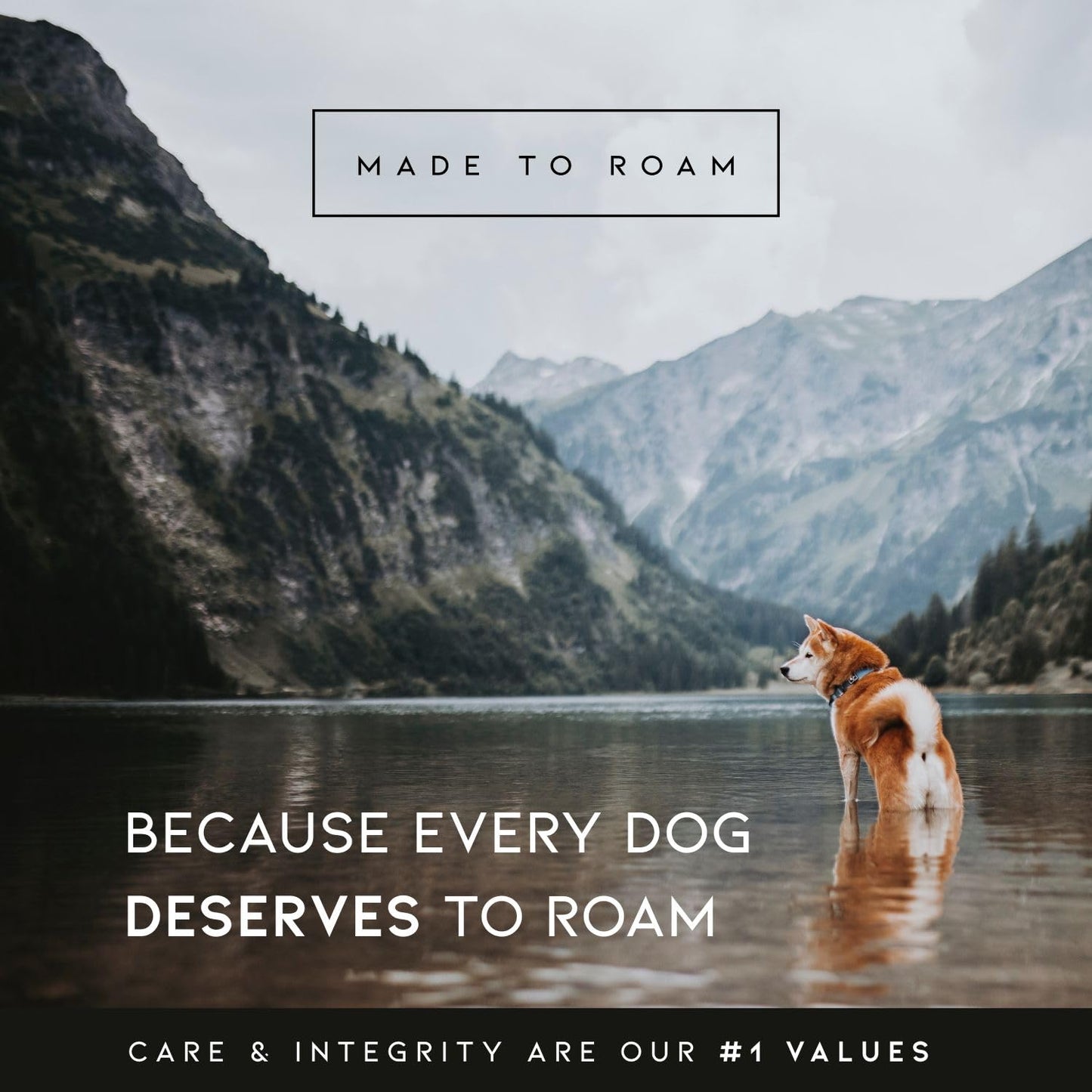 Made to ROAM Premium Dog Collar - Adjustable Heavy Duty Nylon Collar with Quick-Release Metal Buckle (Arizona Heartbeat, Classic Size 4)