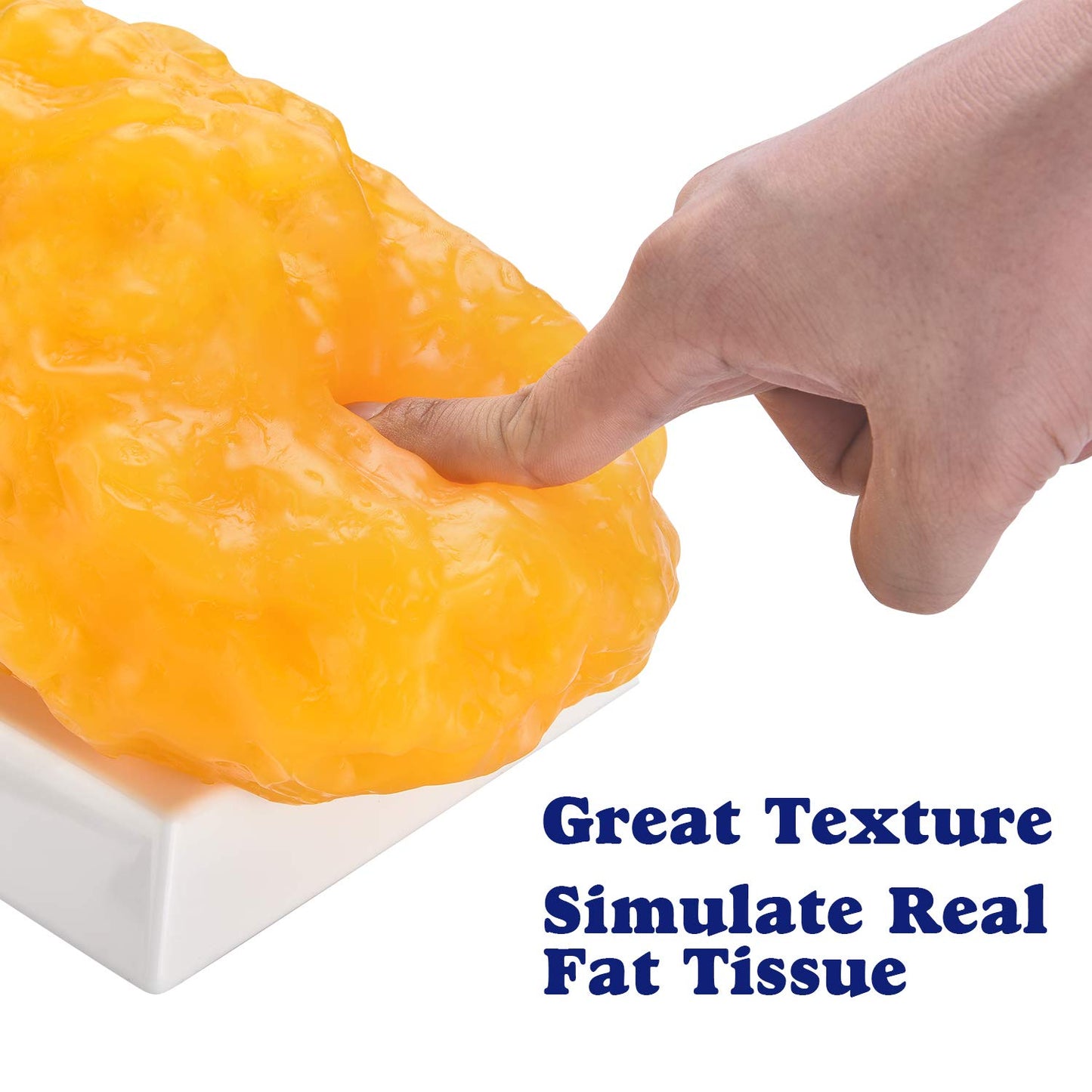 Authentic Human Body Fat Replica, Keep Fit & Weight Loss Motivation & Reminder, Human Fatty Tissue Demonstration Model for Nutritionist, Anatomical Science Course for Medical Student (5 lb)