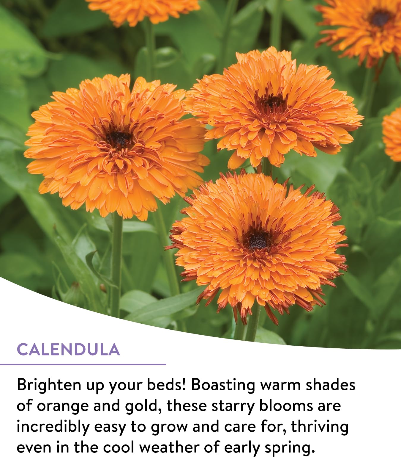 Burpee Perennial Wildflower Seed Mix