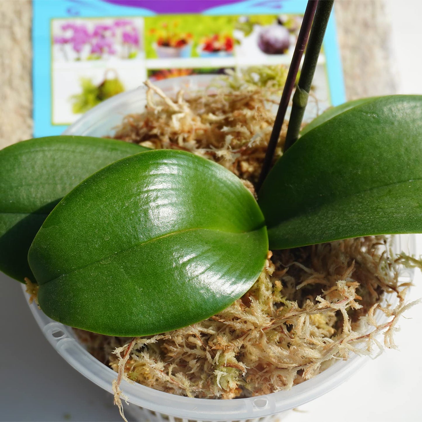 Kapecute Sphagnum Moss 1.2 lb Perfect for Plant Propagation, Great Orchid Potting Mix, Help with Maintain Humidity