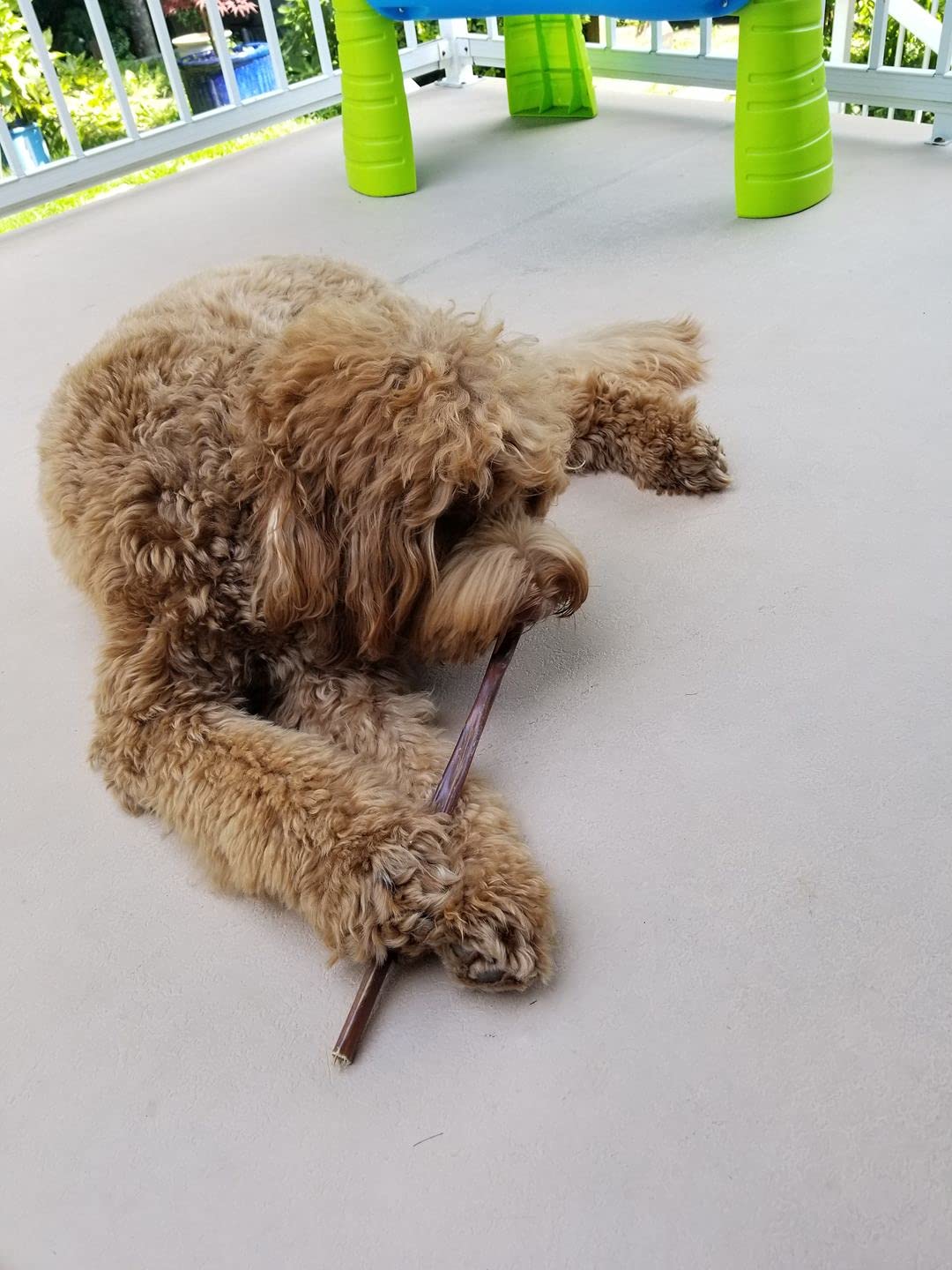 Bully Bunches All Natural 12 Inch Beef Jerky Sticks – Soft and Crunchy Gullet Chews - Odour Free, Rawhide Free, Chemical Free – Safe, Healthy and Nutritious Dog Treats for Light Chewers, 20 Pk