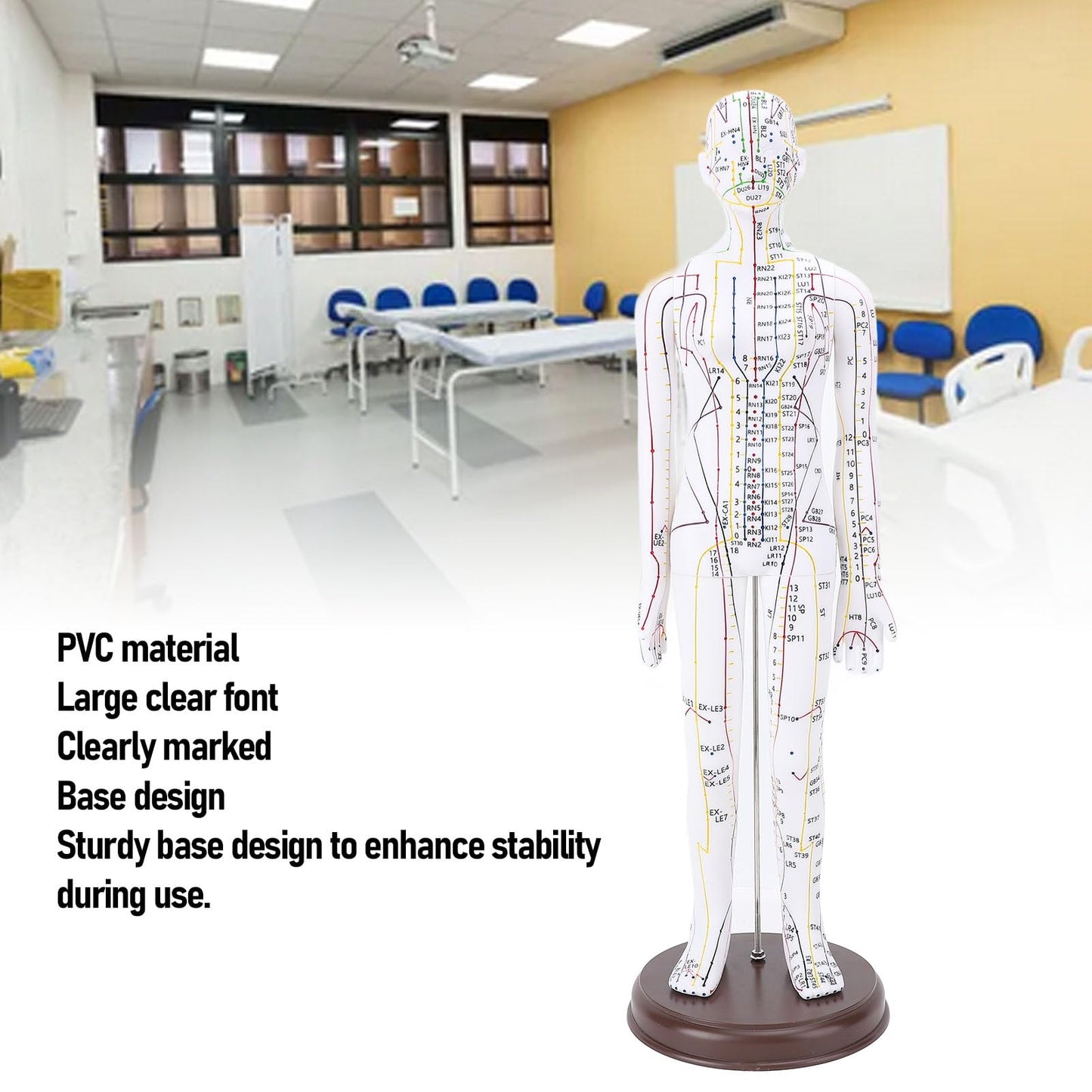 52cm Human Body Acupuncture Model, Male/Female Chinese Teaching Acupoint Mannequin Pressure Point Acupuncture Model with Base, for Student Teaching Demonstration (Female)