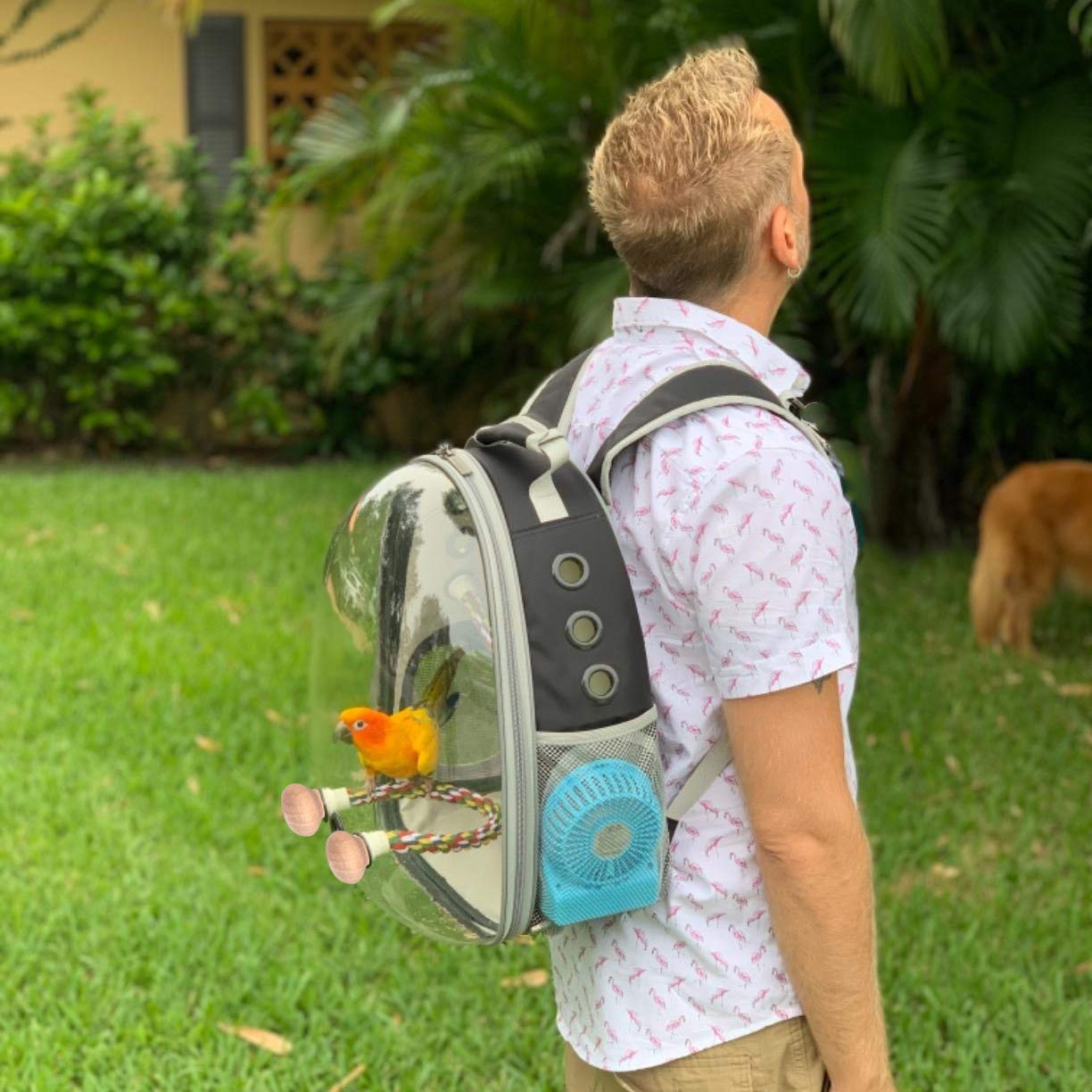 Bird Carrier Backpack, Bubble Bird Travel Carrier Backpack with Stainless Steel Tray Food Cup Standing Perch (Green)