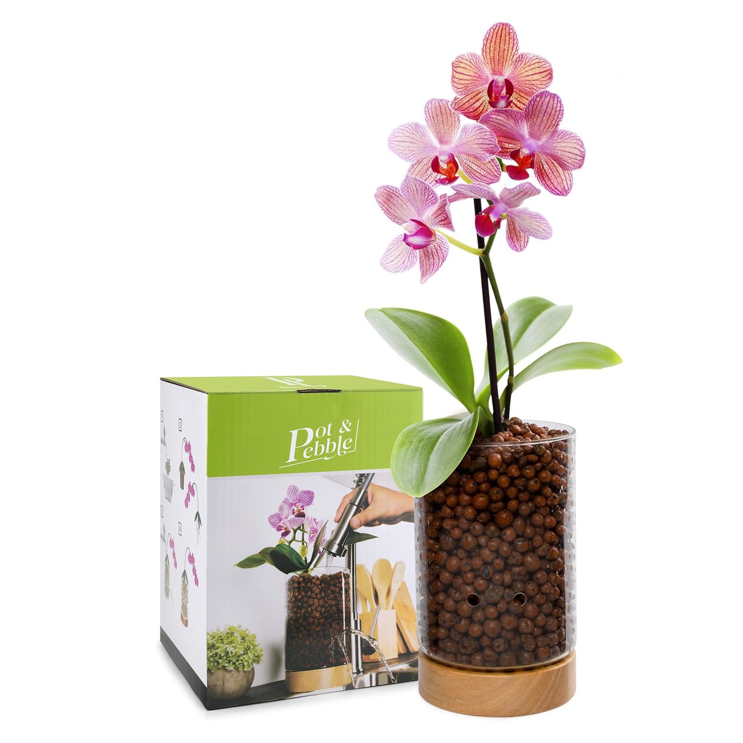 Pot & Pebble - C1 Glass Planter with Wooden Base - Plant Propagation Station with Holes for Water Level Control - Plant Cutting Holder for LECA Clay Pebbles/Similar Media - Semi Hydroponic Planter