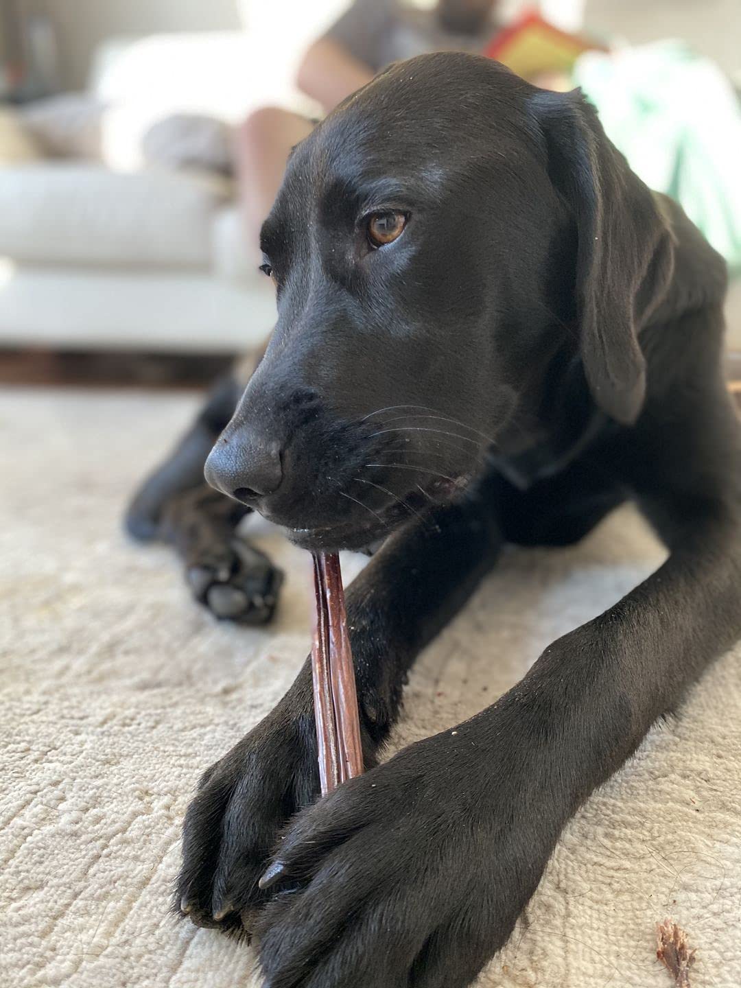 Bully Bunches All Natural 12 Inch Beef Jerky Sticks – Soft and Crunchy Gullet Chews - Odour Free, Rawhide Free, Chemical Free – Safe, Healthy and Nutritious Dog Treats for Light Chewers, 20 Pk