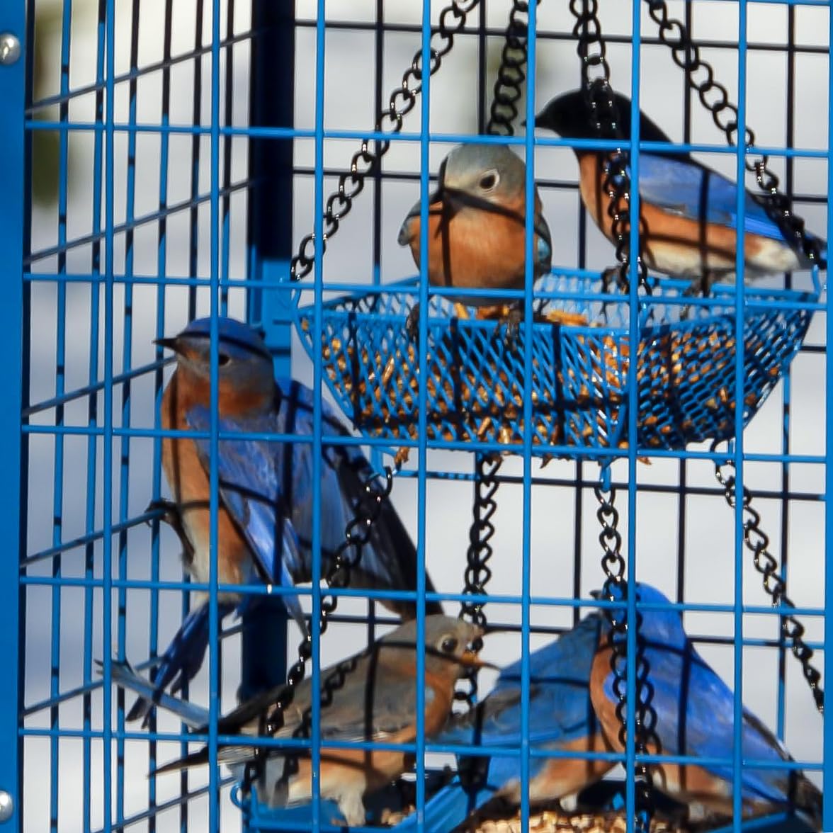 Mealworms Bird Feeders for Bluebirds - Metal - Huge Caged Squirrel-proof Bird Feeders with 2 Cups, DIY Wild Bird Feeders Outdoor Hanging (Blue), Attract Small Birds, 2lbs Seed Capacity+1 Mealworms Cup