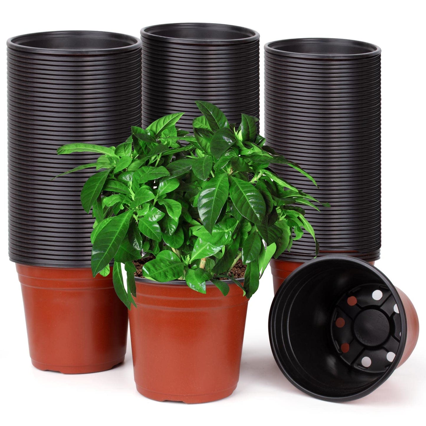 150 Pcs 6" Plastic Plants Nursery Pot/Pots Seedlings Flower Plant Container Seed Starting Pots for Succulents, Seedlings, Cuttings, Transplanting