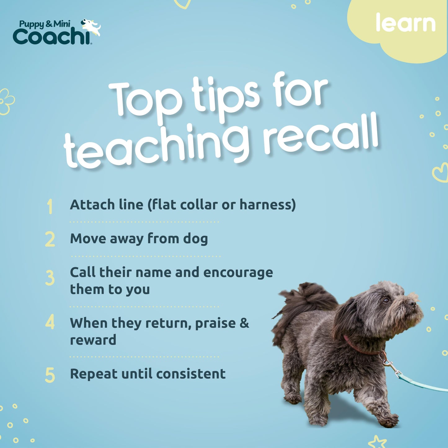 Coachi Puppy & Mini Waterproof Training Line - Safe Outdoor Recall Training, Dog & Puppy Socialisation, Lightweight, Prevents Chasing. Suitable for Puppies and Small Dogs (5 m)
