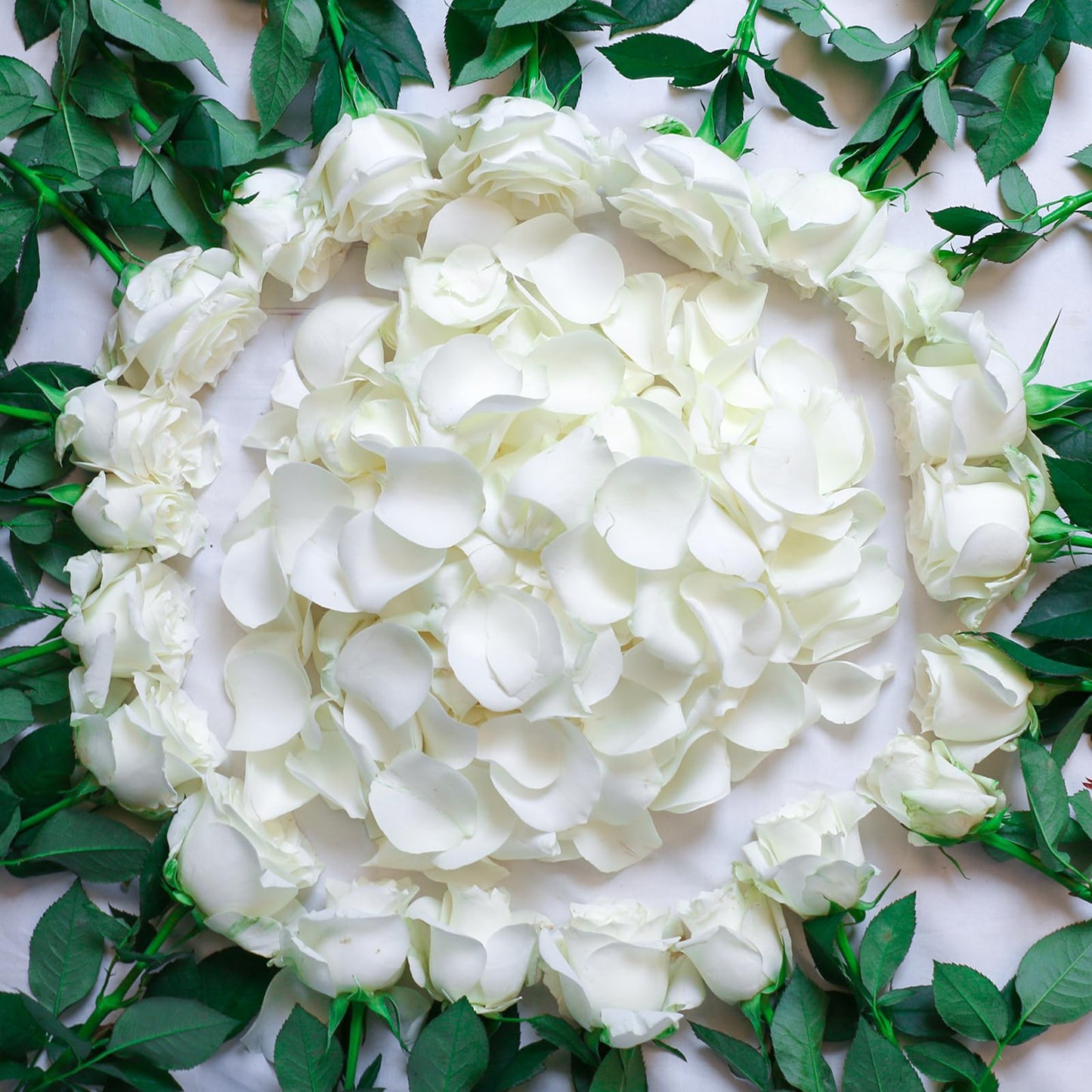 300 PCS Dried White Rose Flower Petals, Real Freeze Ivory Rose Petals for Decor, Wedding, Romantic Night, Proposal Venue, Party Confetti Bridal Shower (2.8oz)