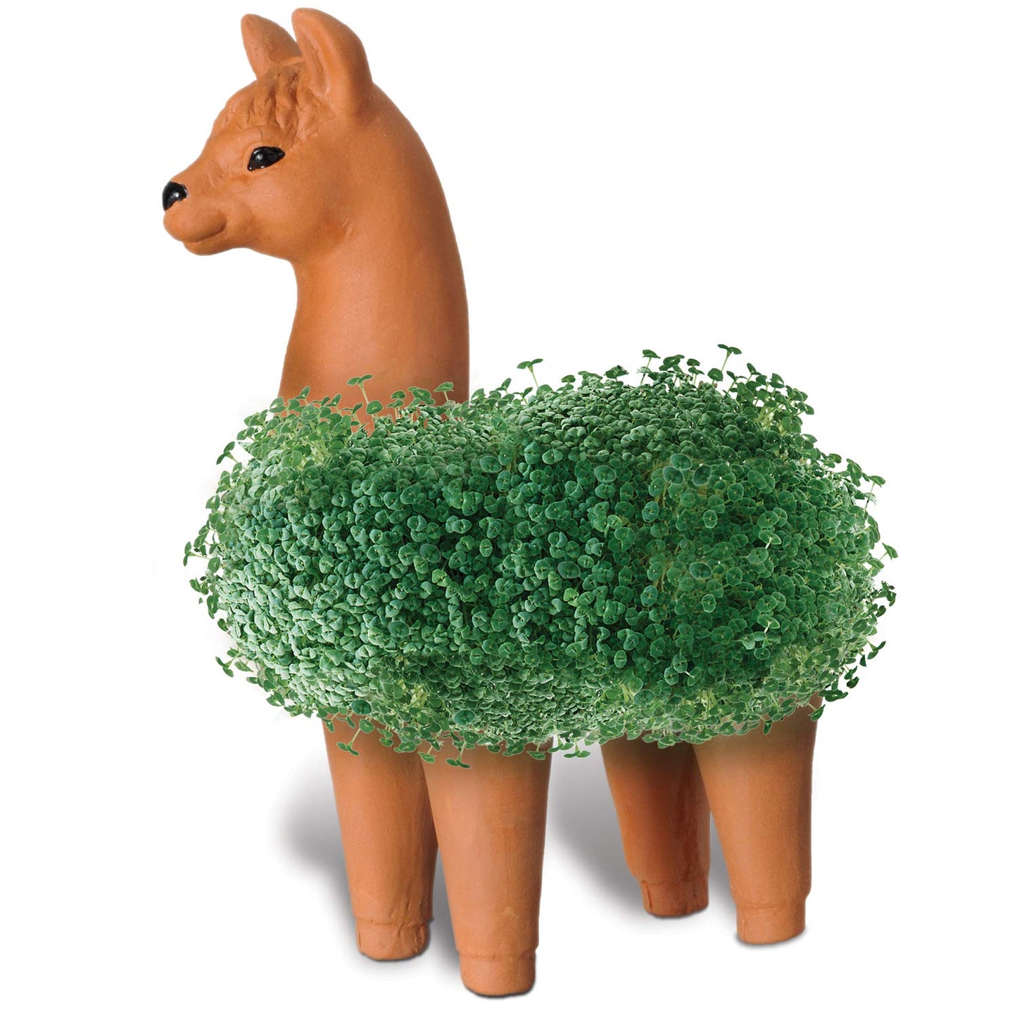 Chia CP439-01 Pet Llama Decorative Pottery Planter, Easy to Do and Fun to Grow