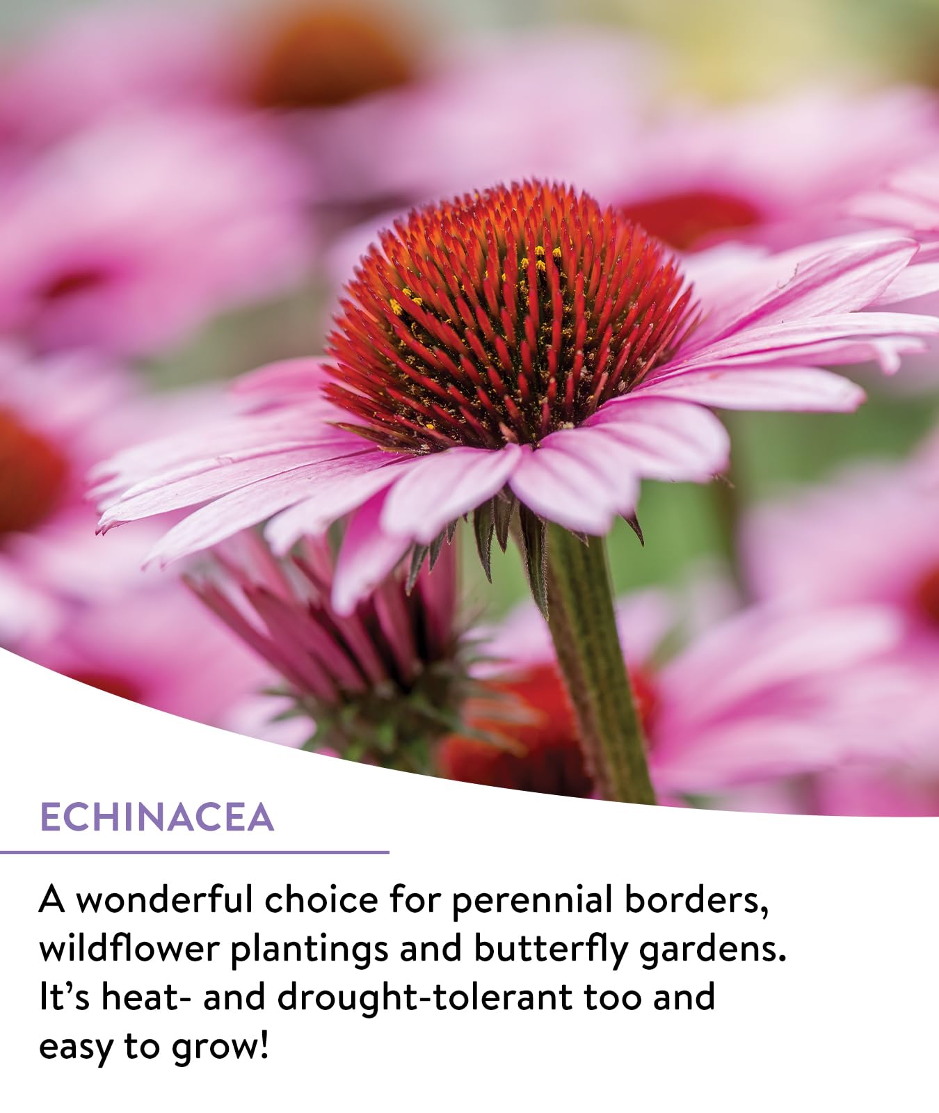 Burpee Perennial Wildflower Seed Mix