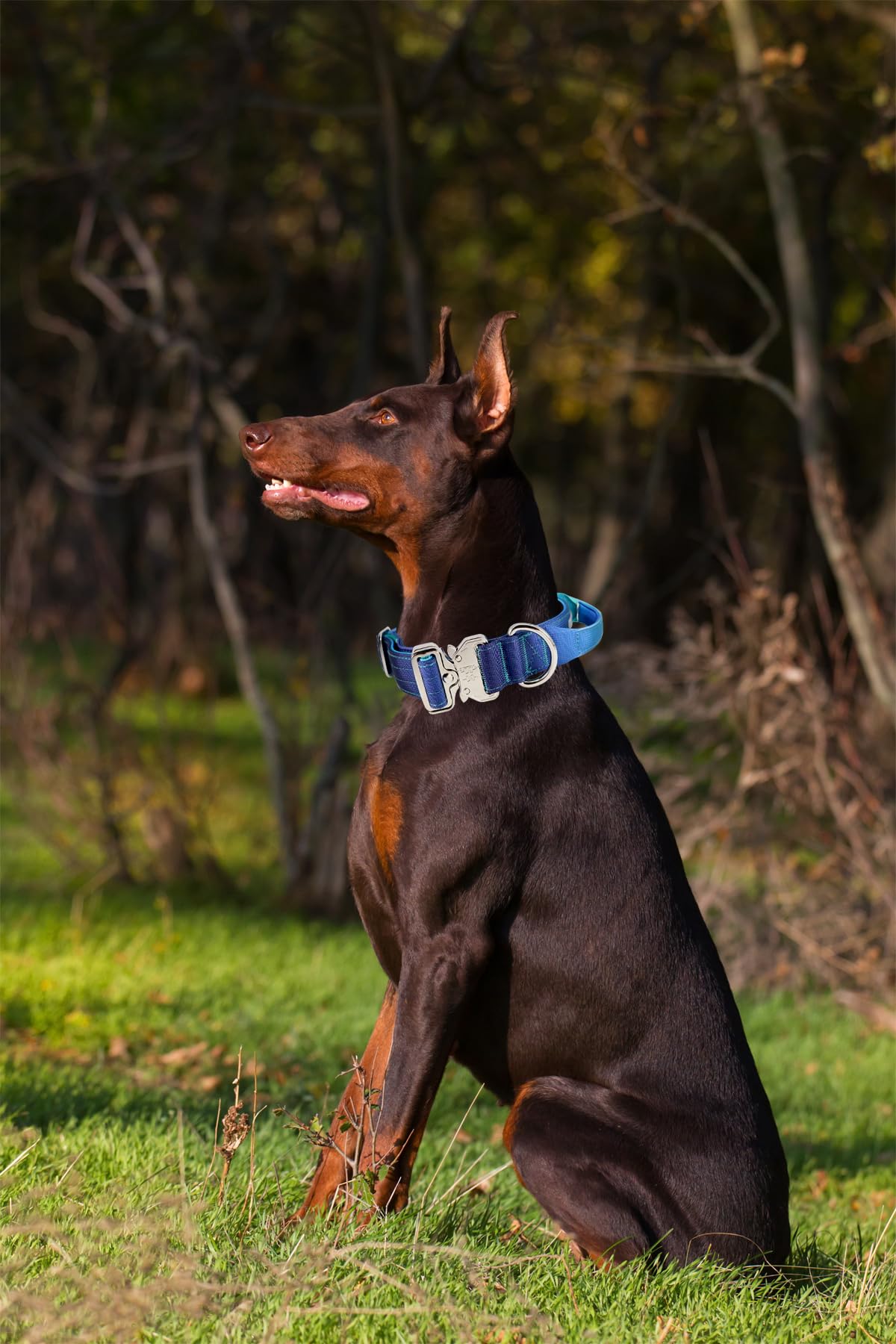 Comfluxe Tactical Dog Collar, Wide Thick Heavy Duty Dog Collar with Handle, Soft Neoprene Padded Military-Grade Nylon Training Collar with Quick Release Metal Buckle for Large Dogs (Blue, M)