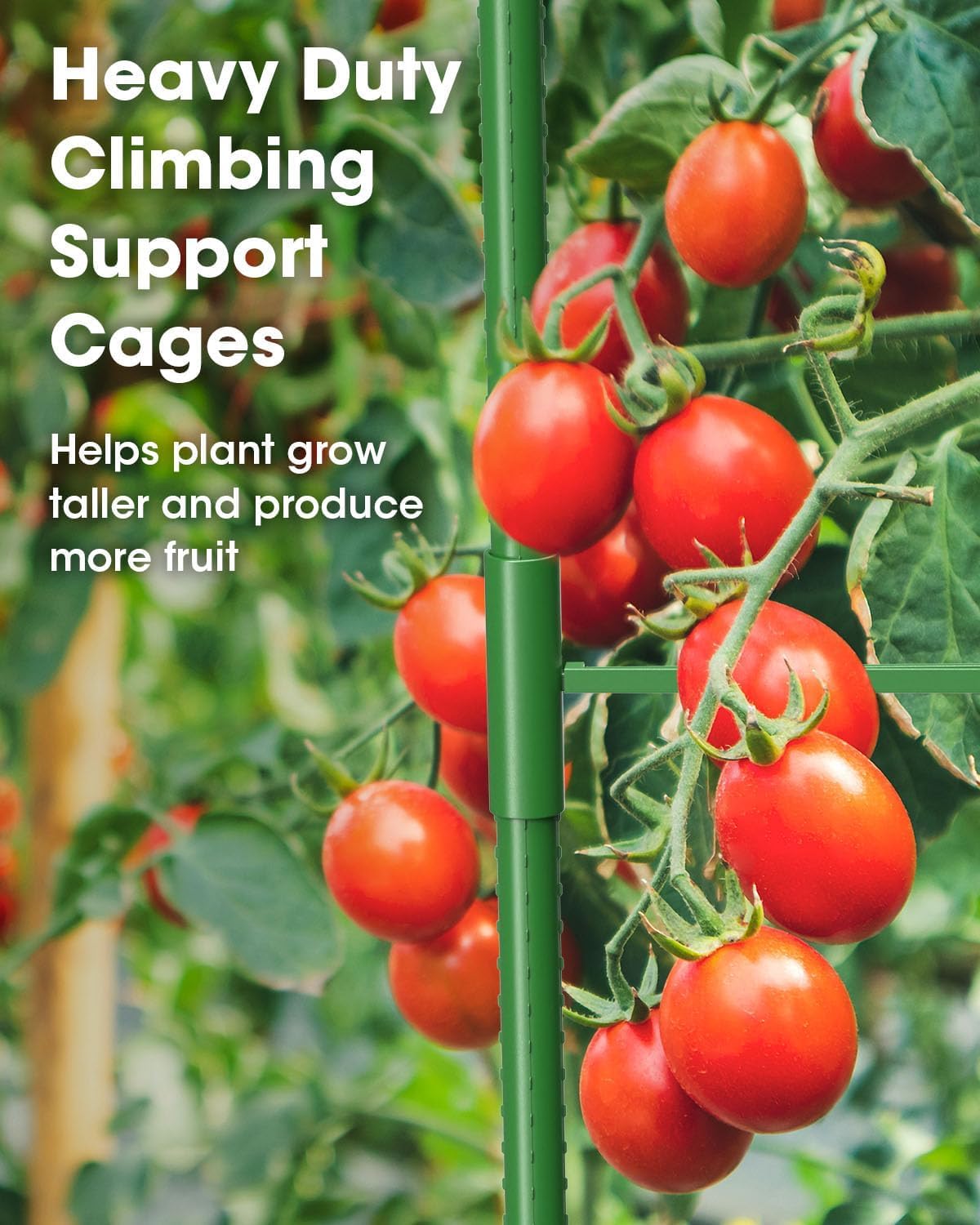 MYMULIKE 6 Pack 63 Inch Tomato Cage for Garden, Tomato Trellis for Raised Garden Bed/Pots,Tomato Plant Supports Stakes, Plant Trellis for Vegetables & Climbing Plants Outdoor (Pot Not Included)