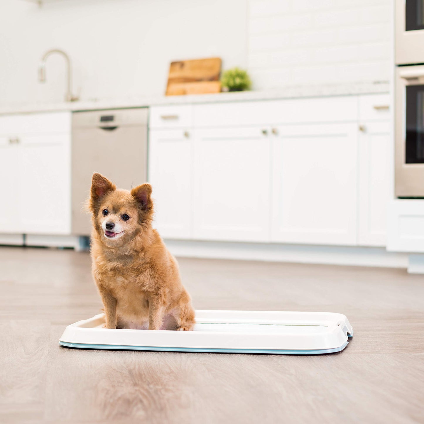 IRIS USA Pee Pad Holder for Small Sized Dog and Puppy Pee Pads, Secured Latches, Non-Skid Feet, High Polish Finish for Easy Cleaning, Leak Protection, Fits 43x58 cm Pad, Blue