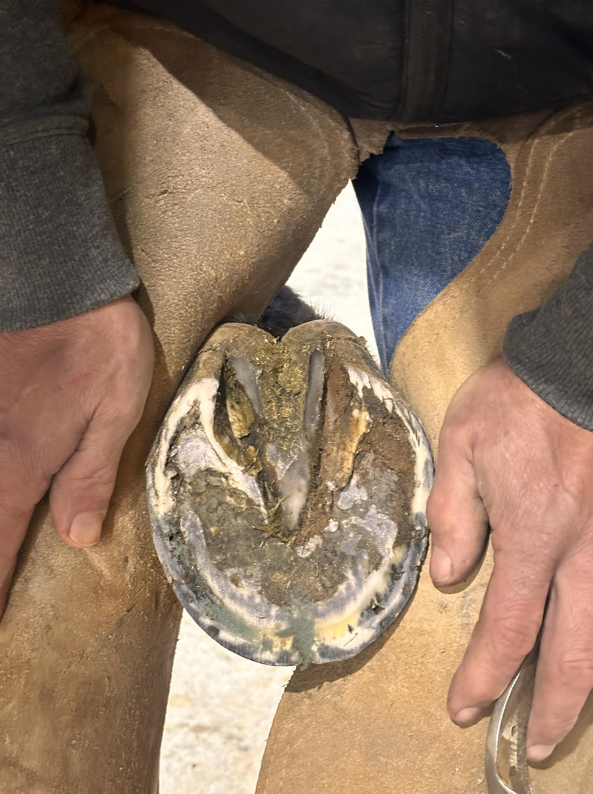 B Gone Hoof Clay - Official Store, for Equestrians, Horses with Whiteline Disease, Seedy Toe, Horse Care, White Line Prevention, Easy Apply Clay