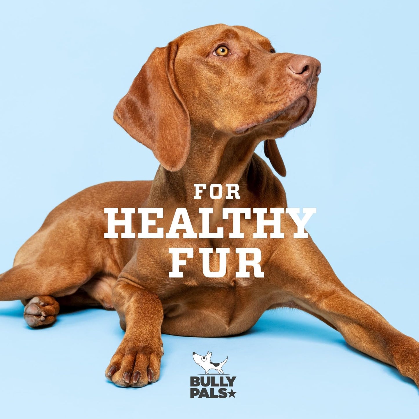 BULLY PALS - 12 inch Bully Sticks Standard - 10 Pack - All Natural, Single Ingredient, Dehydrated, Rawhide and Chemical Free, Fully Digestible Dog Treat and Dental Chew for Small to Medium Dogs