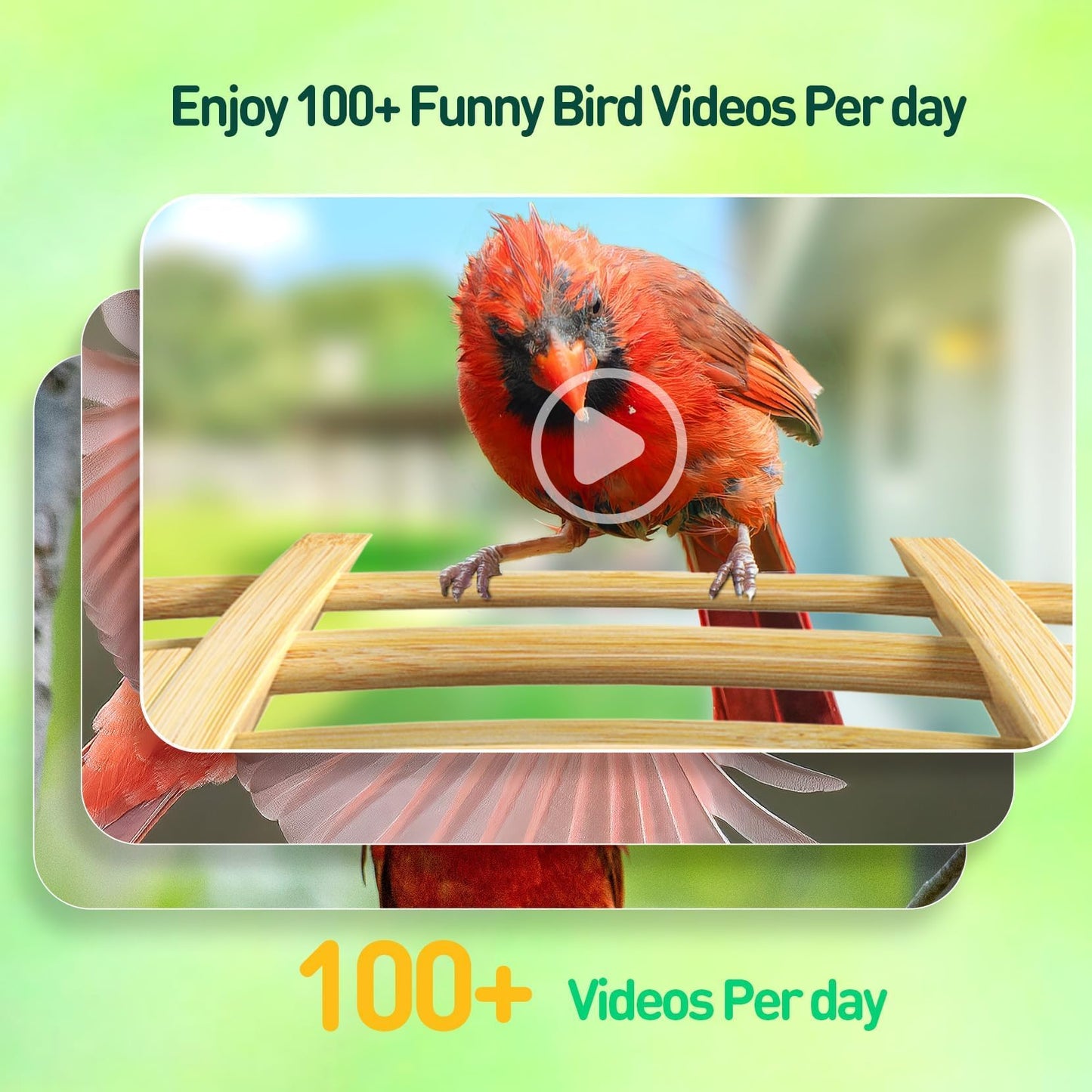 Camera Bird Feeder,Smart Bird Feeder with Camera,High-End Bamboo Birds Watching Cam,2K HD Came Solar Powered,AI Identify 16000+,Auto Capture Birds & Notify in Time, Ideal Gift for Backyard Birder