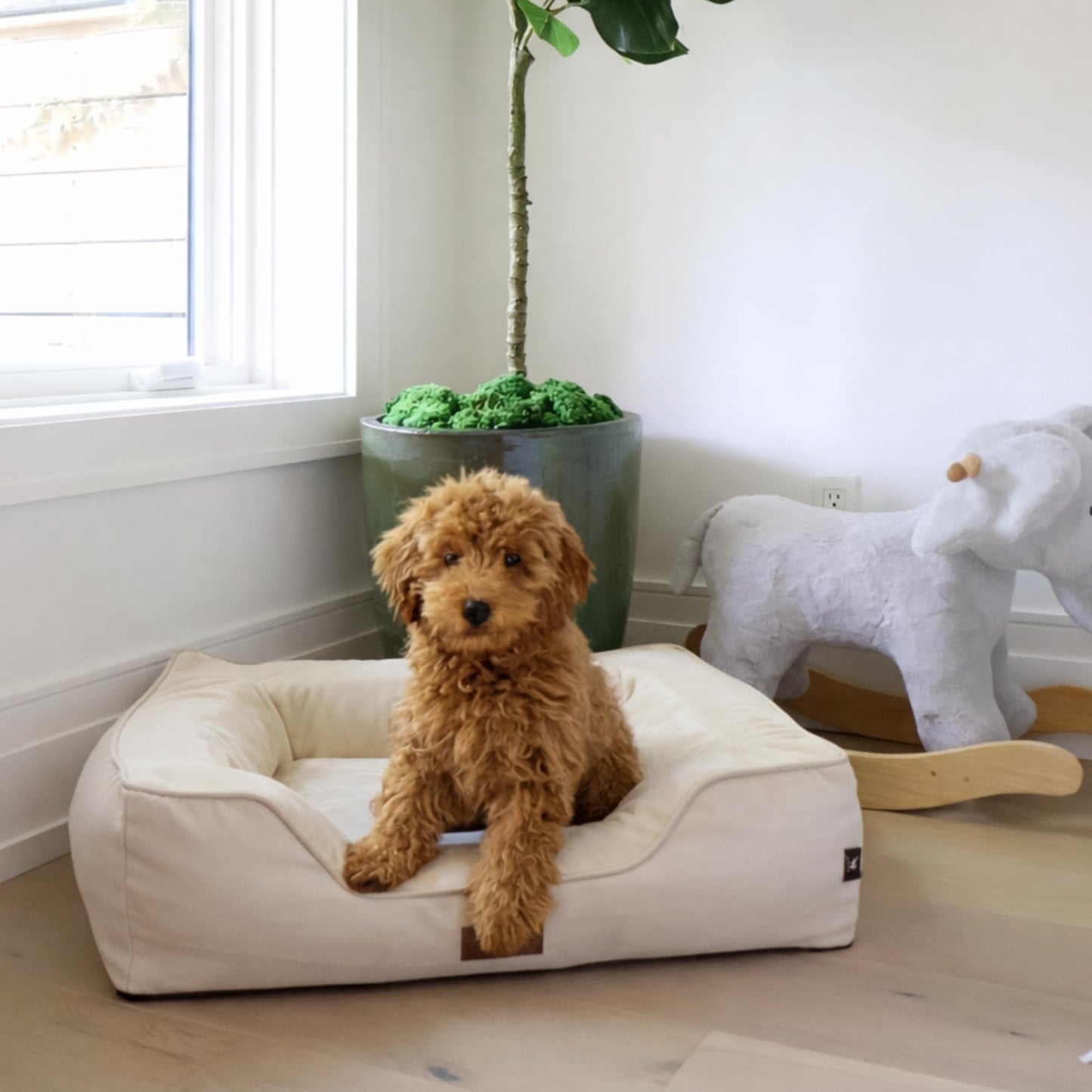 JACKO & CO - Premium Orthopedic Dog Bed with Egg Crate Memory Foam – Waterproof Lining & Removable Machine Washable Cover – Soft Velvet Fabric & High-Density Foam with Non-Slip Base (Beige, X-Small)